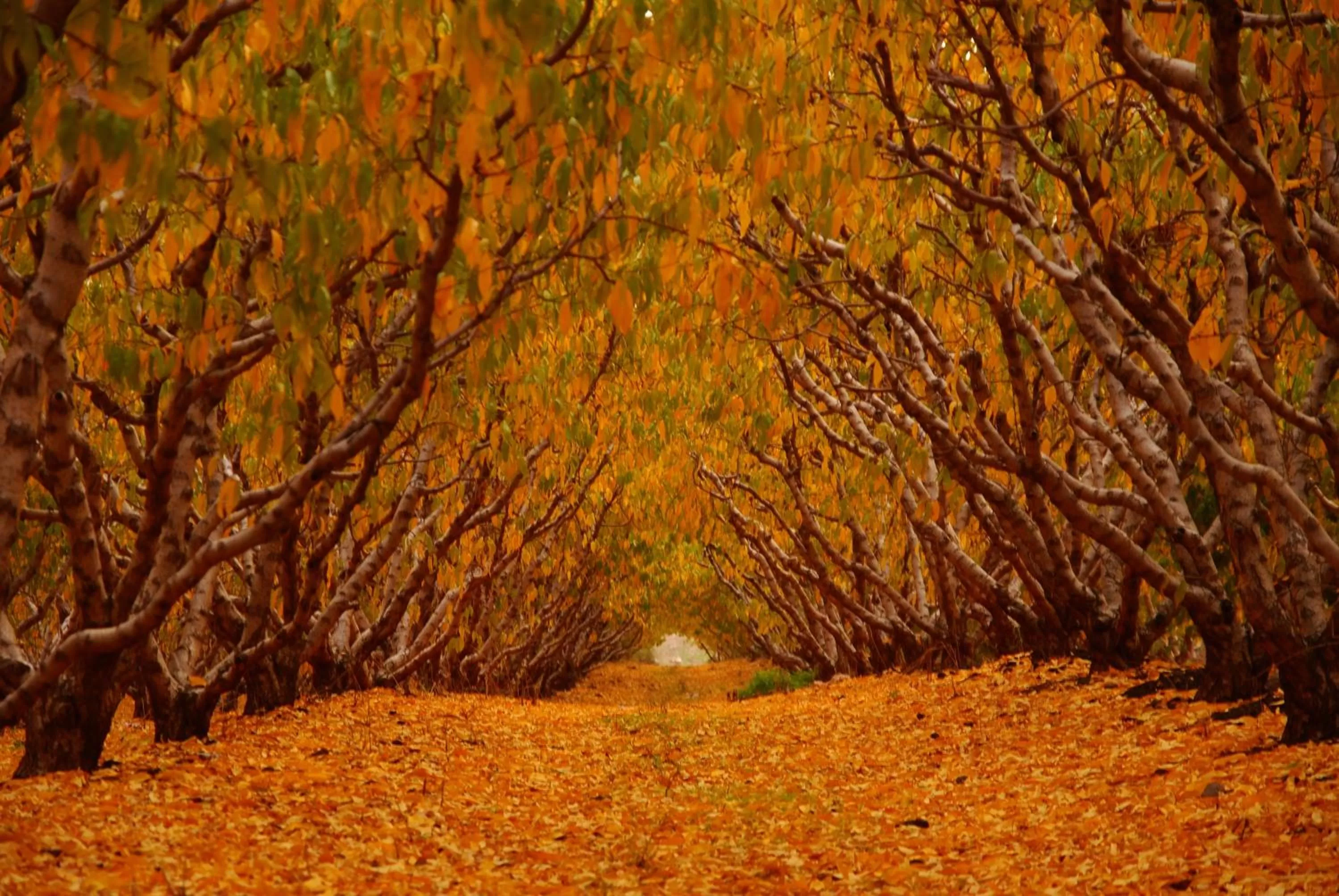 Natural landscape, Garden in HaBaronit