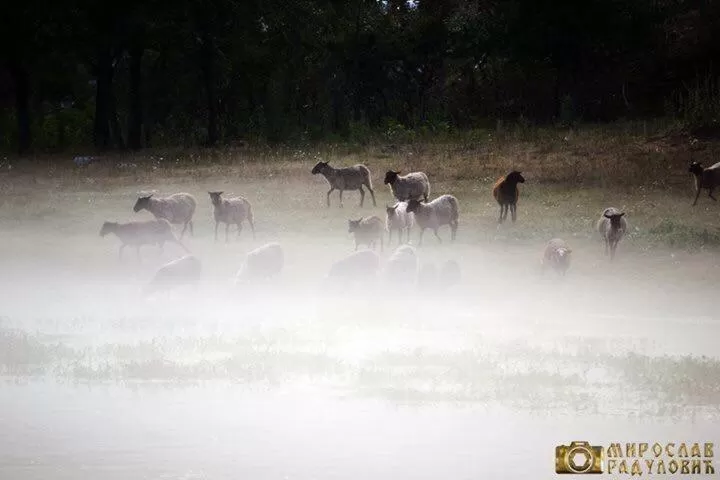 Other Animals in Bed and Breakfast Family Djukic