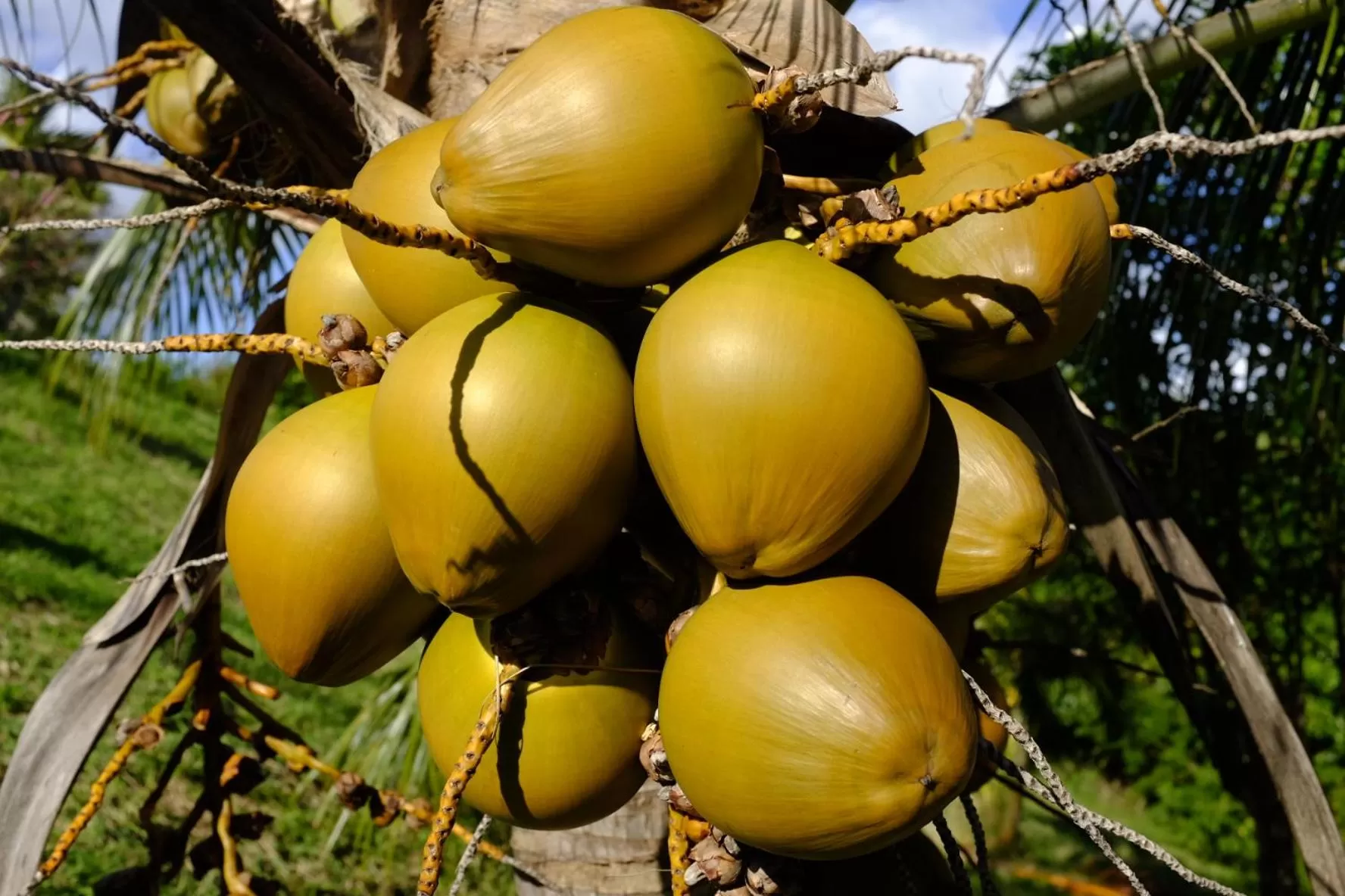 Garden view in Bed and breakfast Riviere