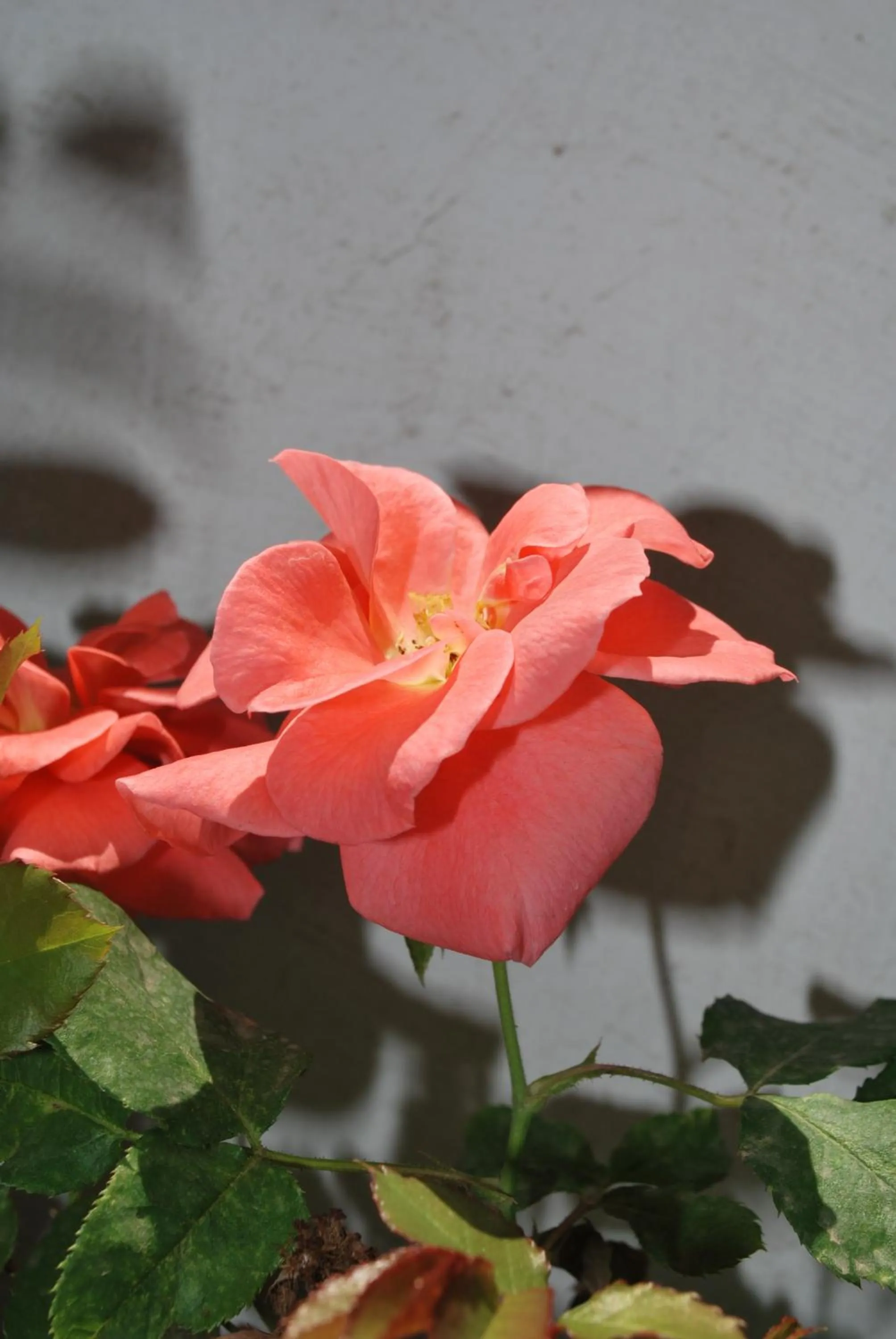 Spring in Cecilia Hostel