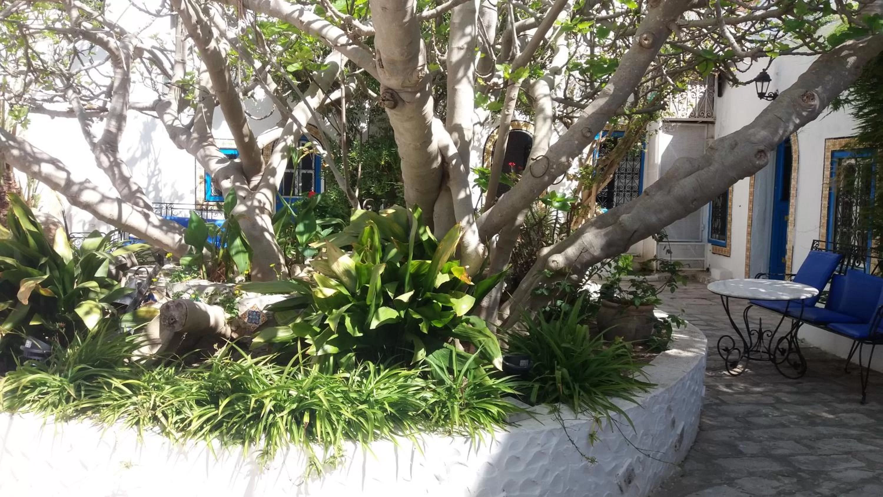 Garden view in Hôtel Bou Fares