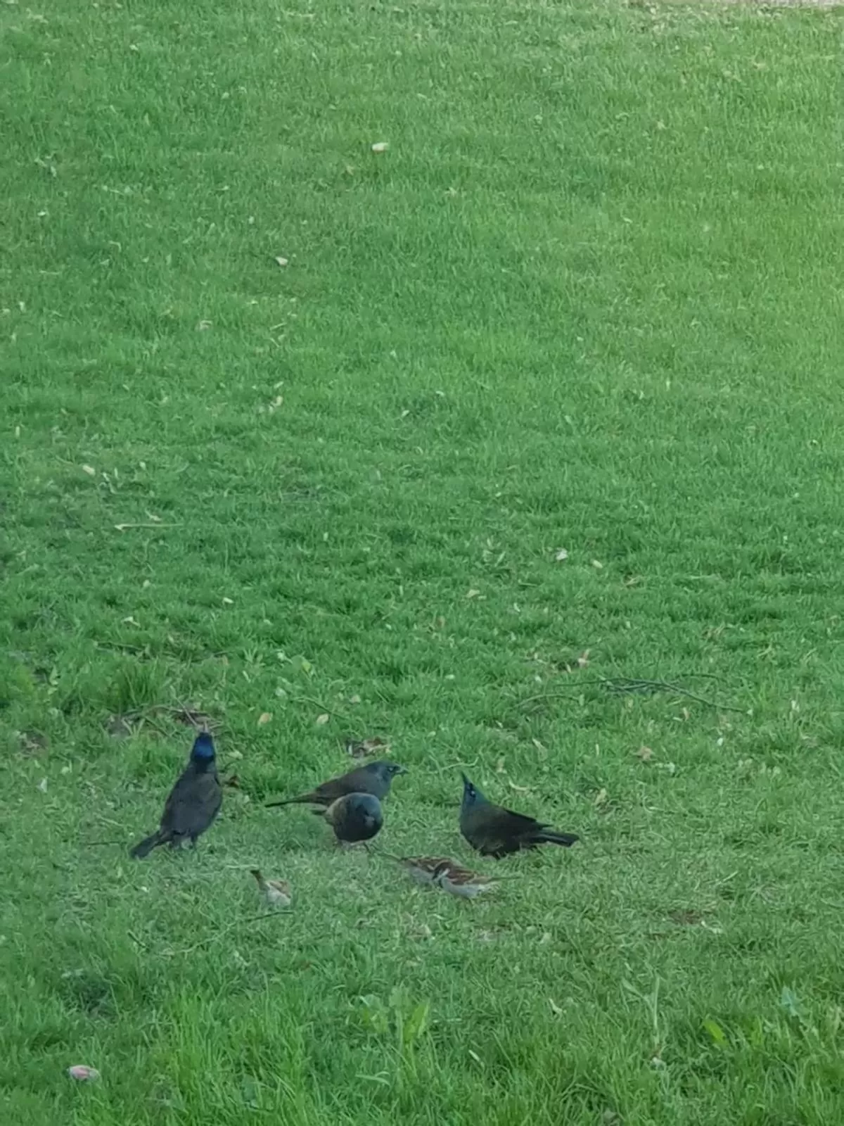 Natural landscape in Denison Inn & Suites