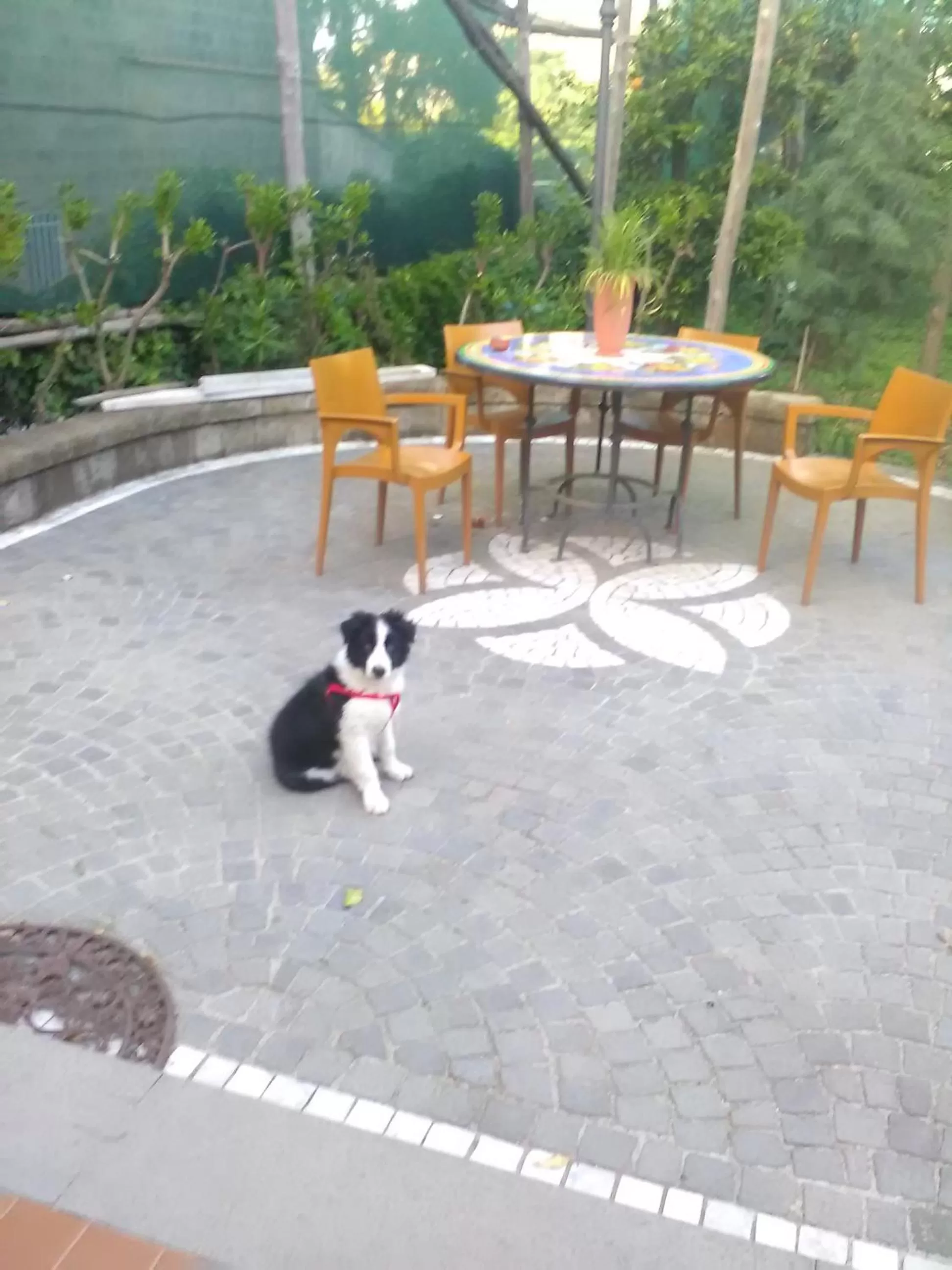 Patio in Domus Felix