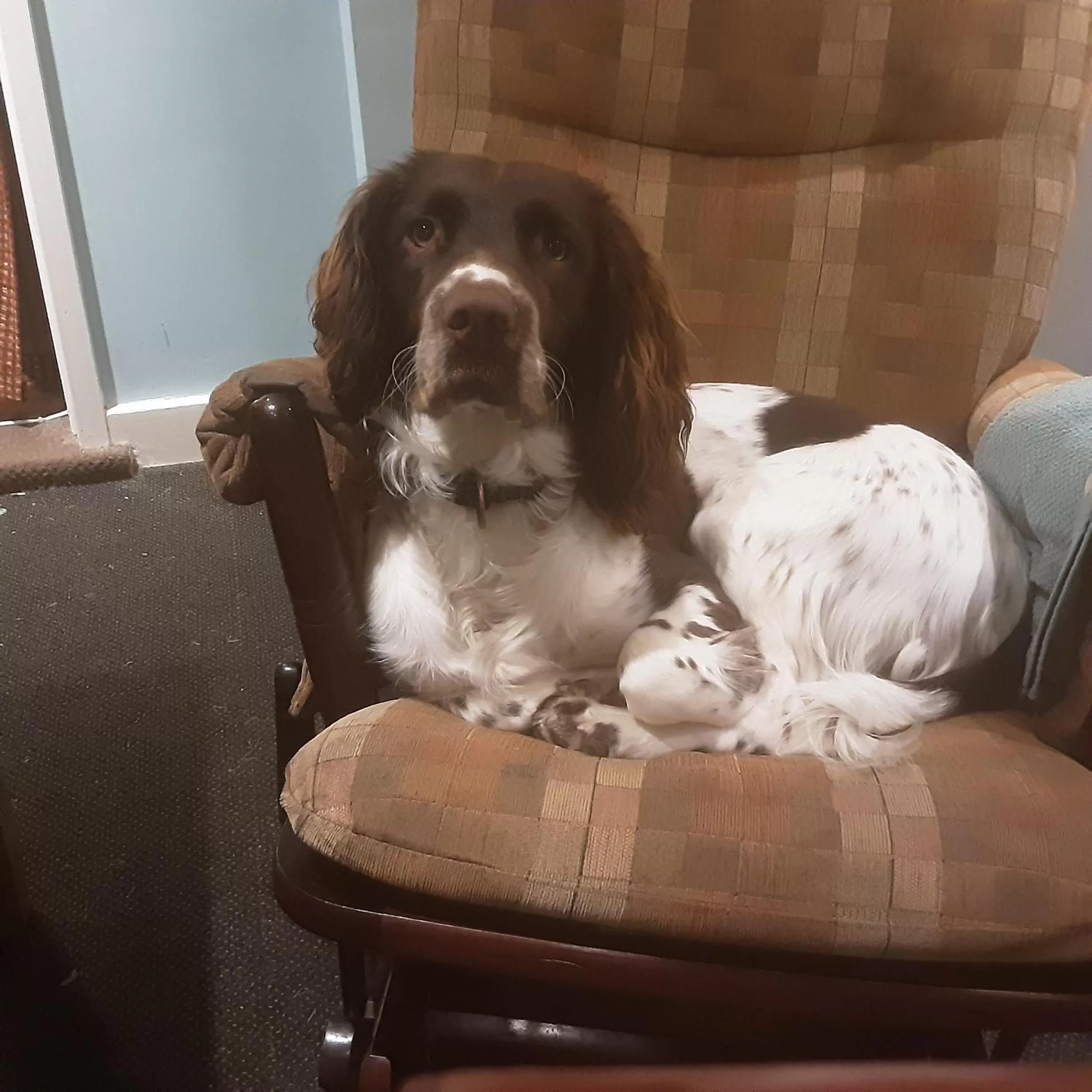 Pets in Pepper House