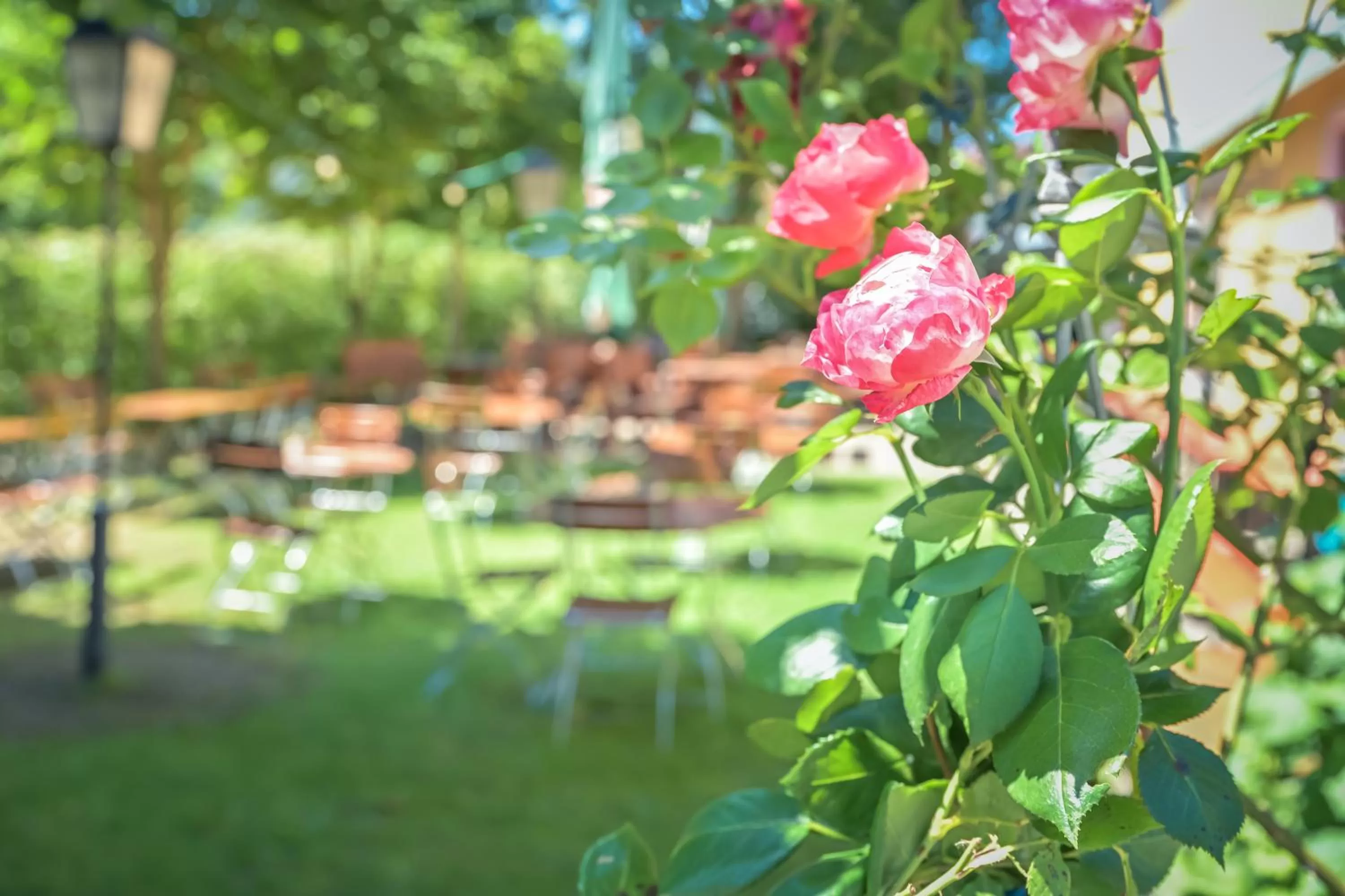 Restaurant/places to eat, Garden in Gasthaus - Hotel Alt Fürstätt