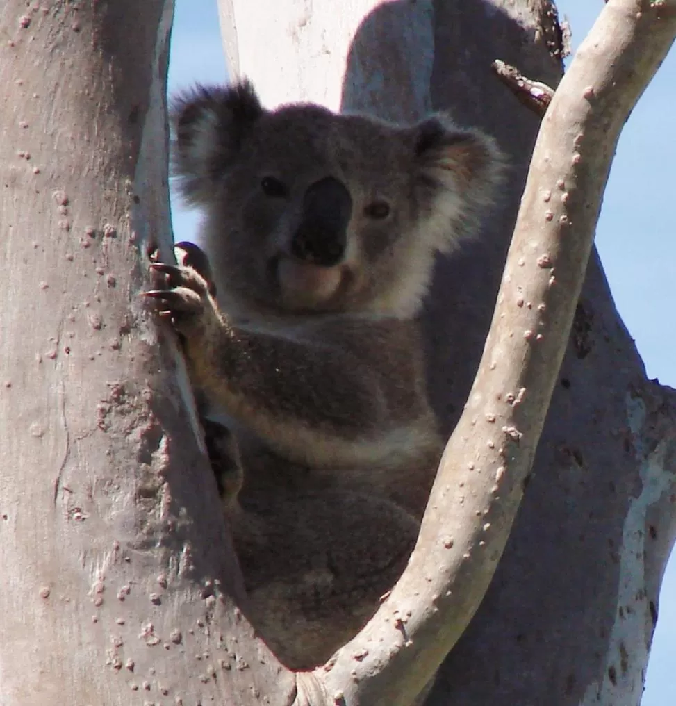 Animals in Clarence River Bed & Breakfast