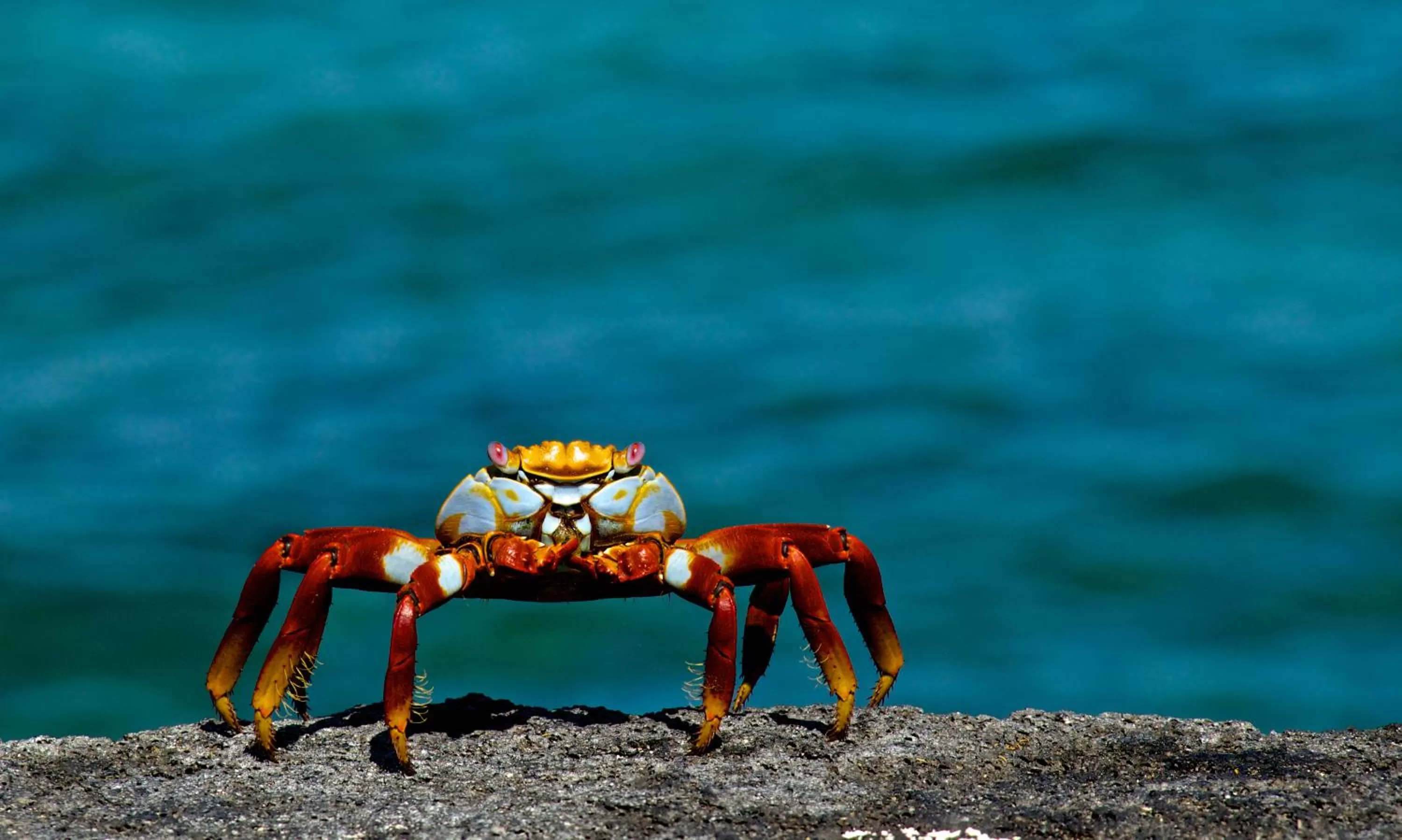 Hiking, Other Animals in Hostal Cabañas Don Jorge