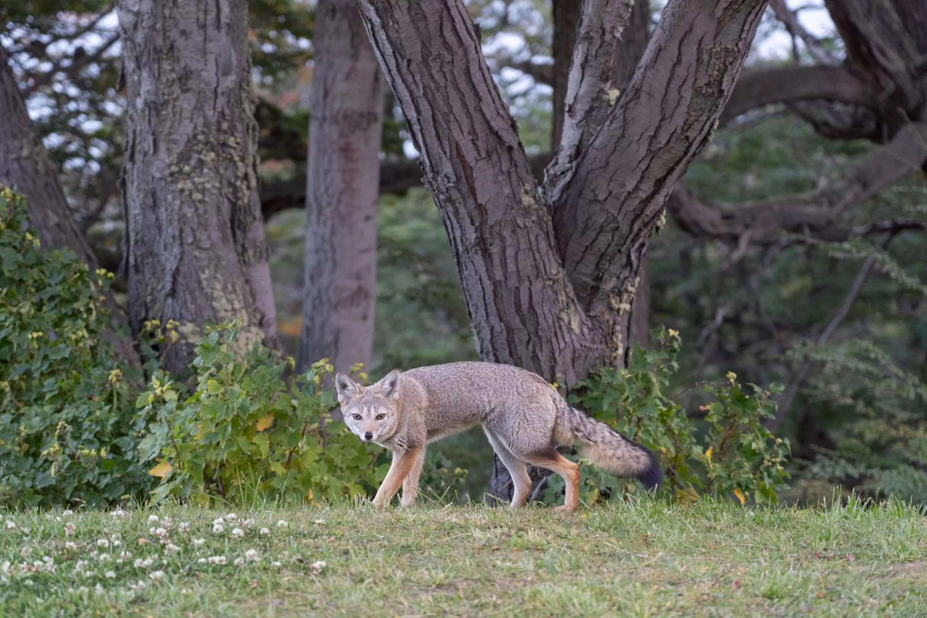 Natural landscape in Los Ñires Ushuaia