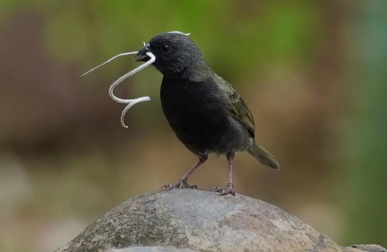 Bird's eye view, Other Animals in Posada Finca San Vicente B&B