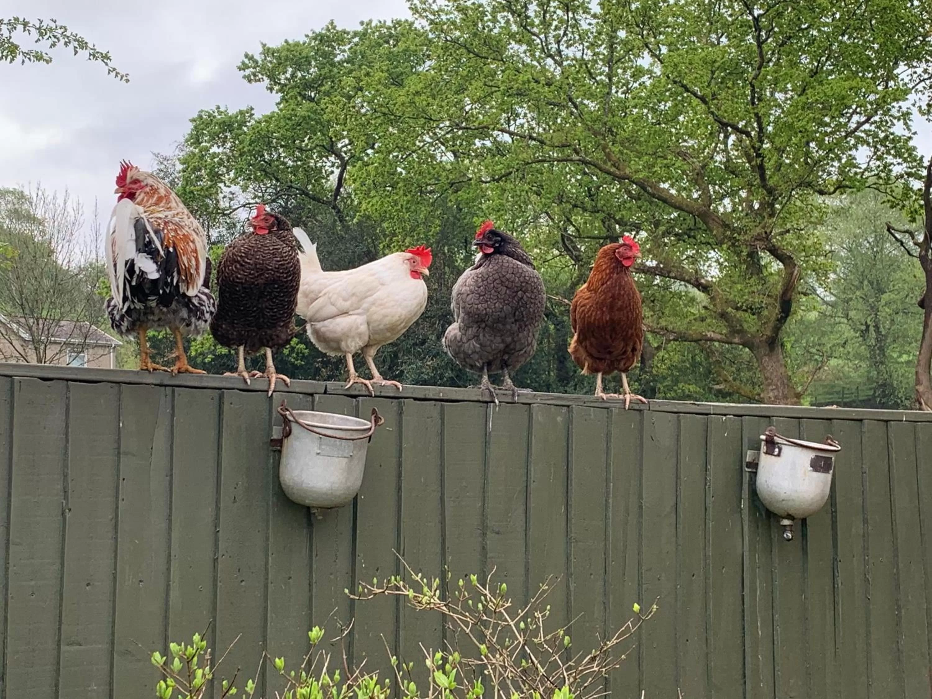 Animals, Other Animals in Efail Y Garn
