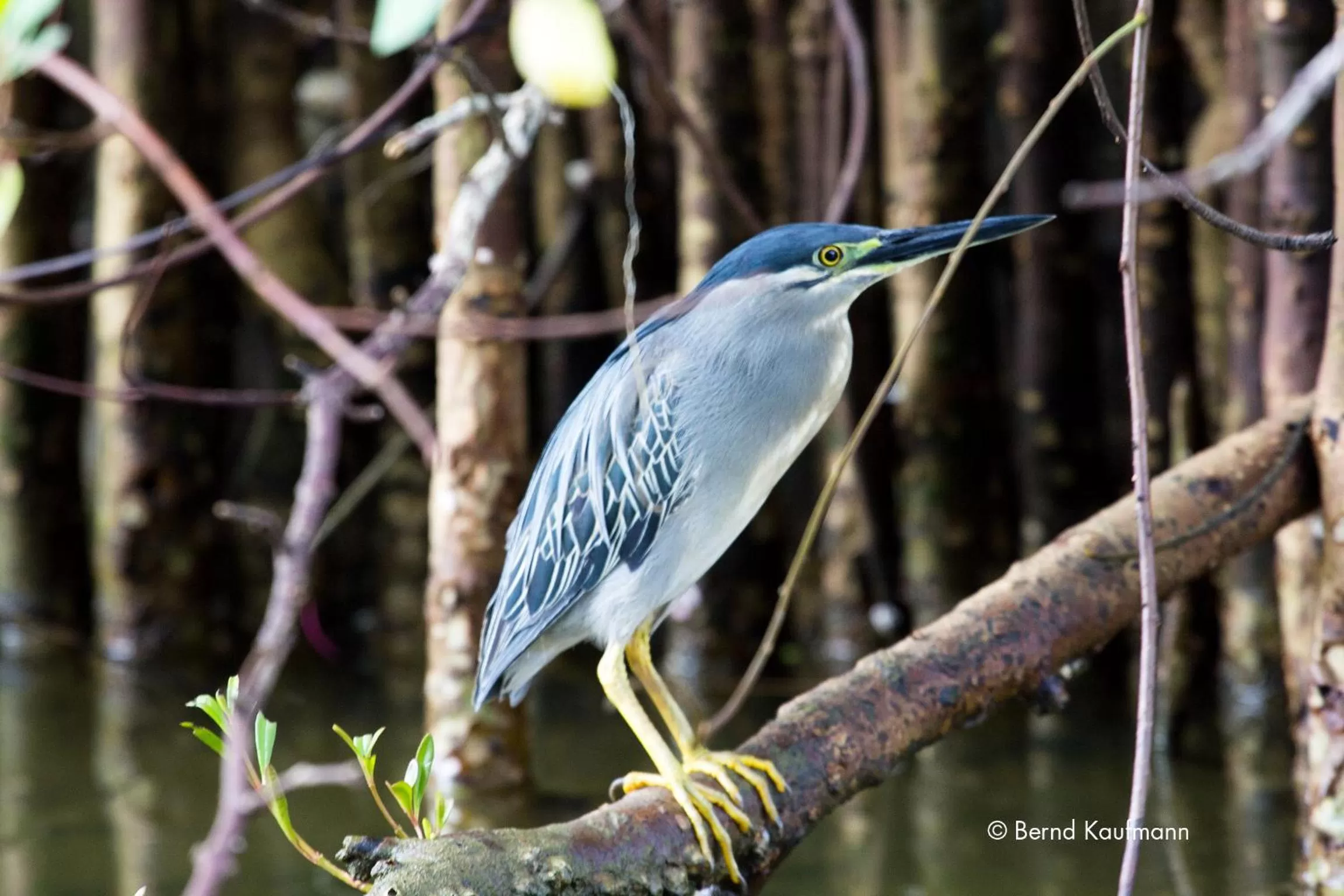 Animals, Other Animals in Suriya Arana