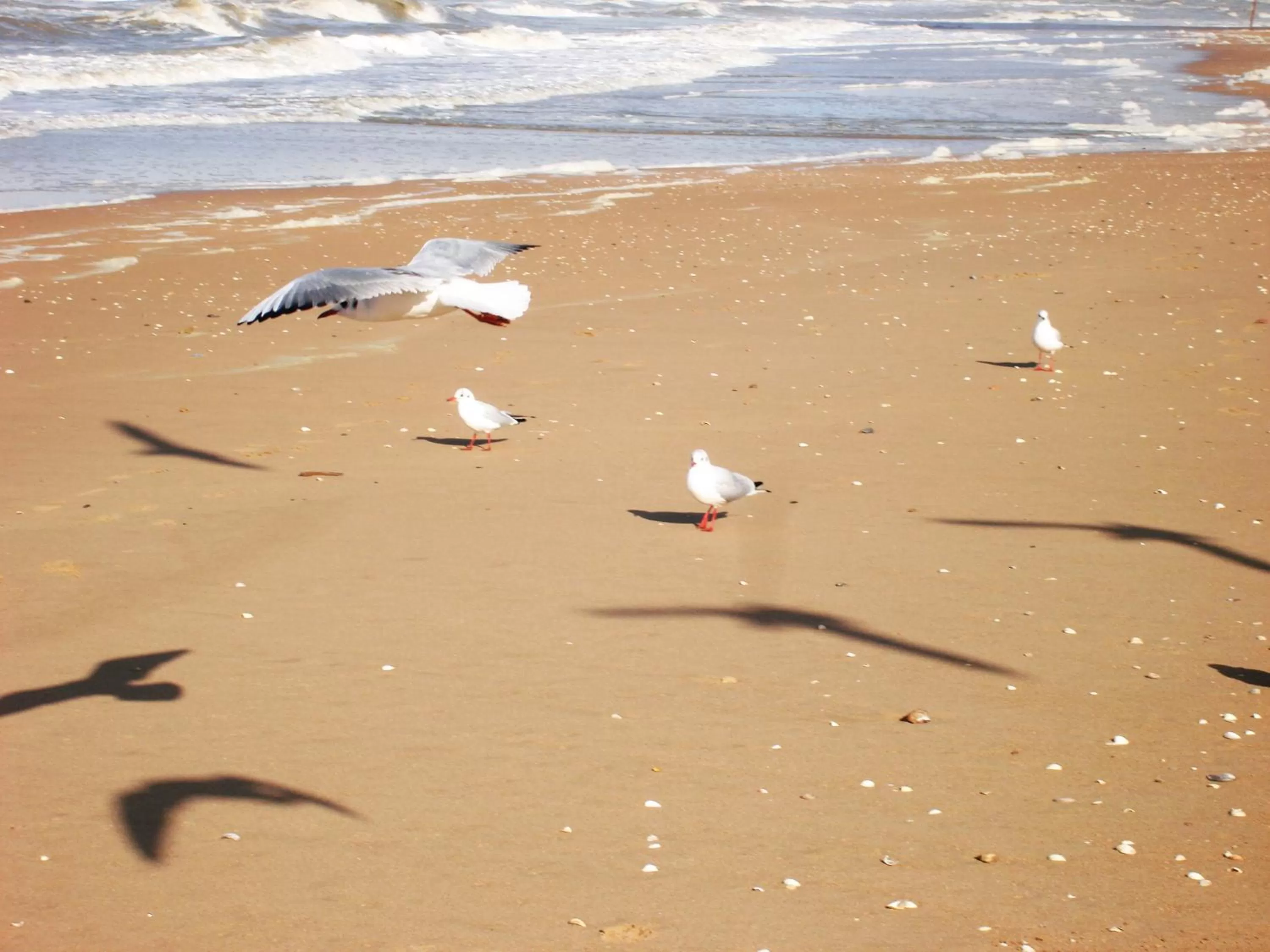 Beach in La Romance et la Romanesque