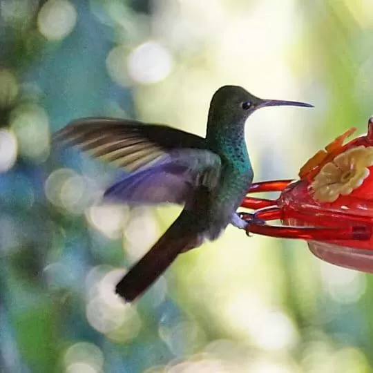 Other Animals in Carmen's place