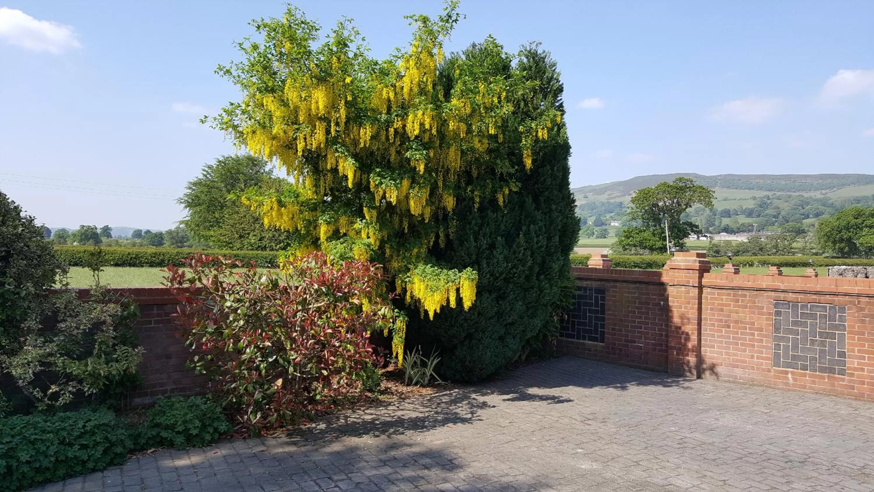 Garden in Tall Trees