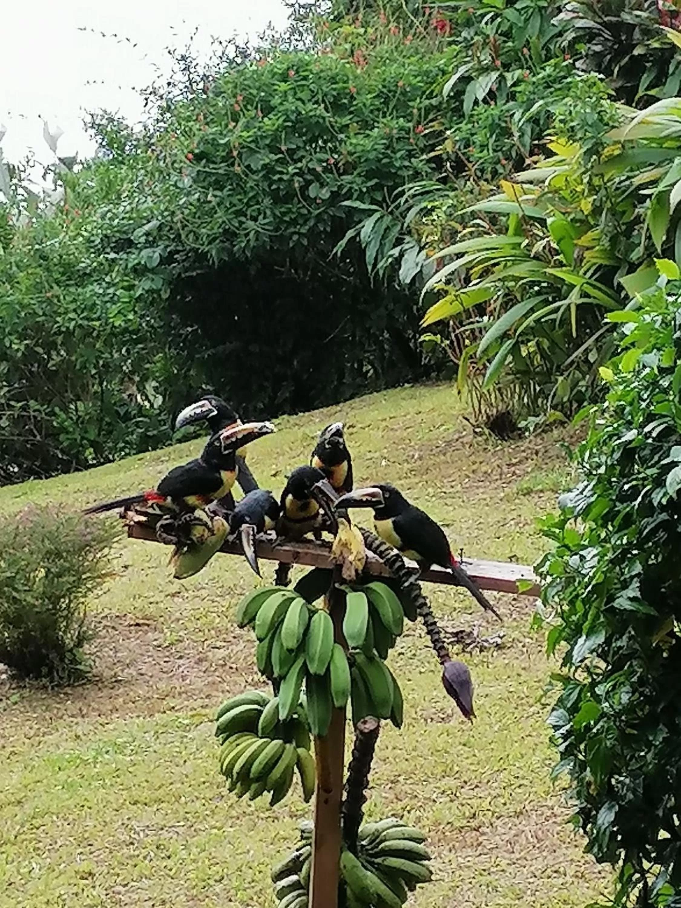 Garden in La Ceiba Tree Lodge
