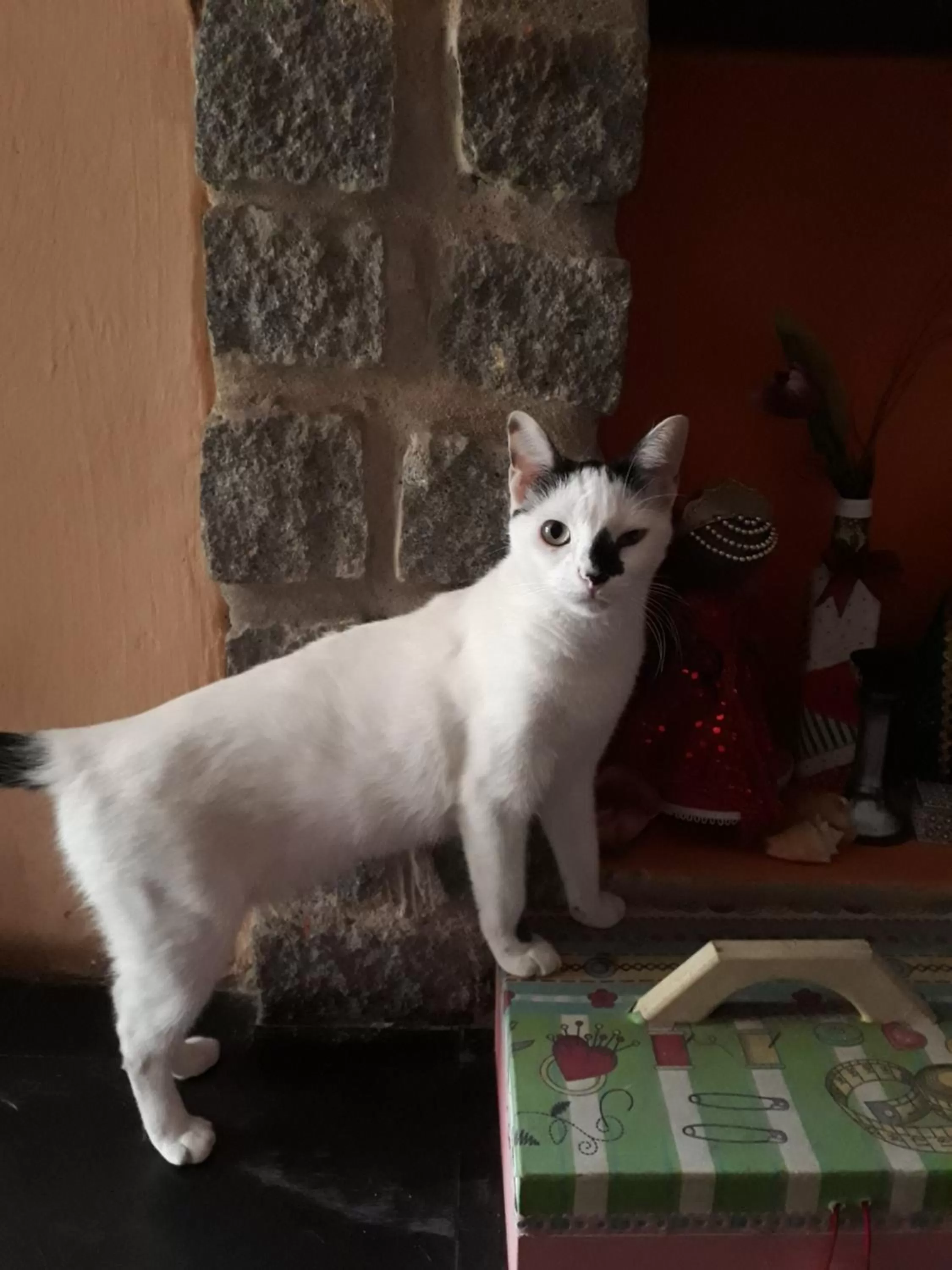 Pets in Perto Do Aeroporto De Salvador - Dona Pitanga Hostel