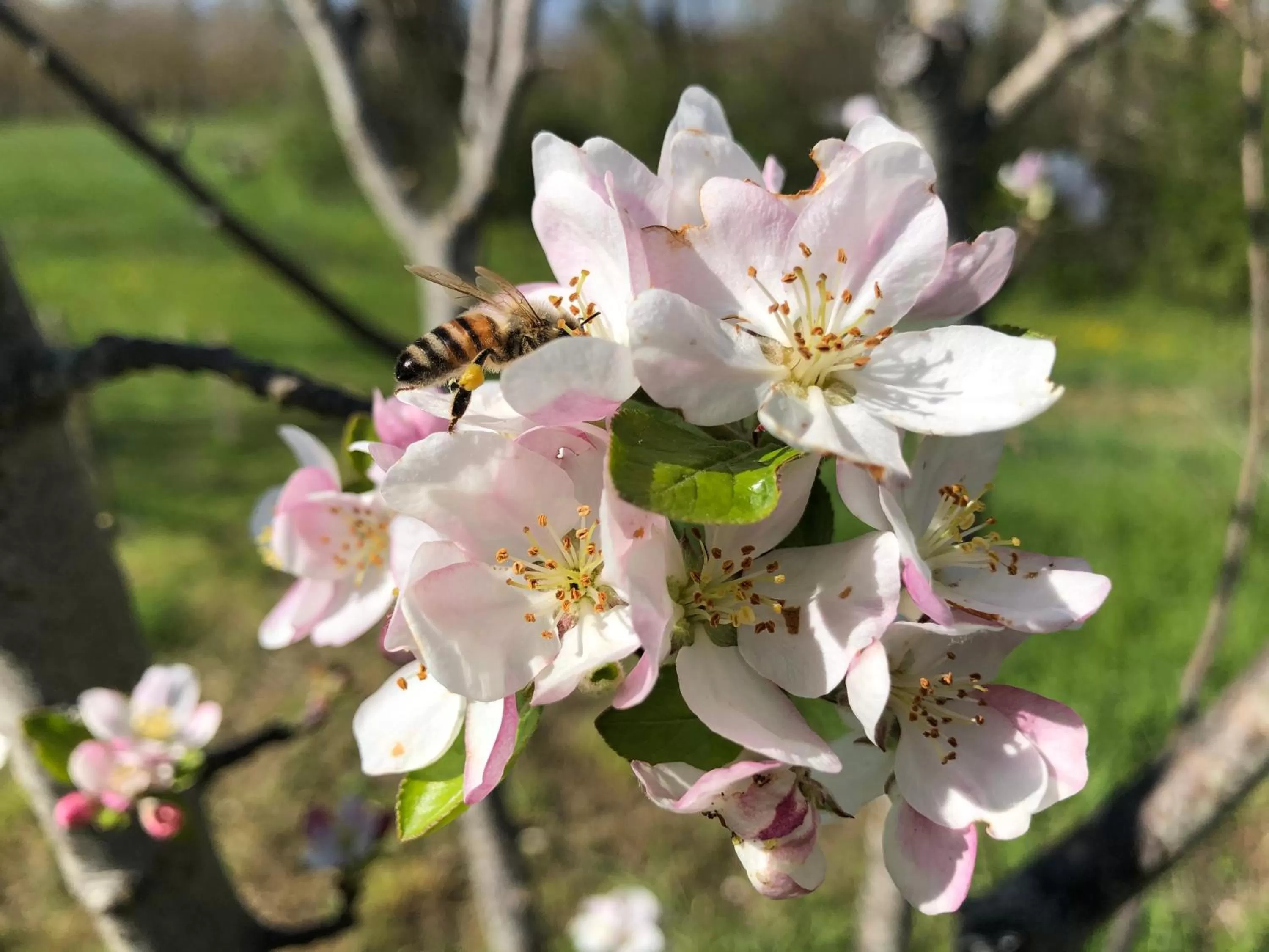 Garden in Antica Taverna del Principe