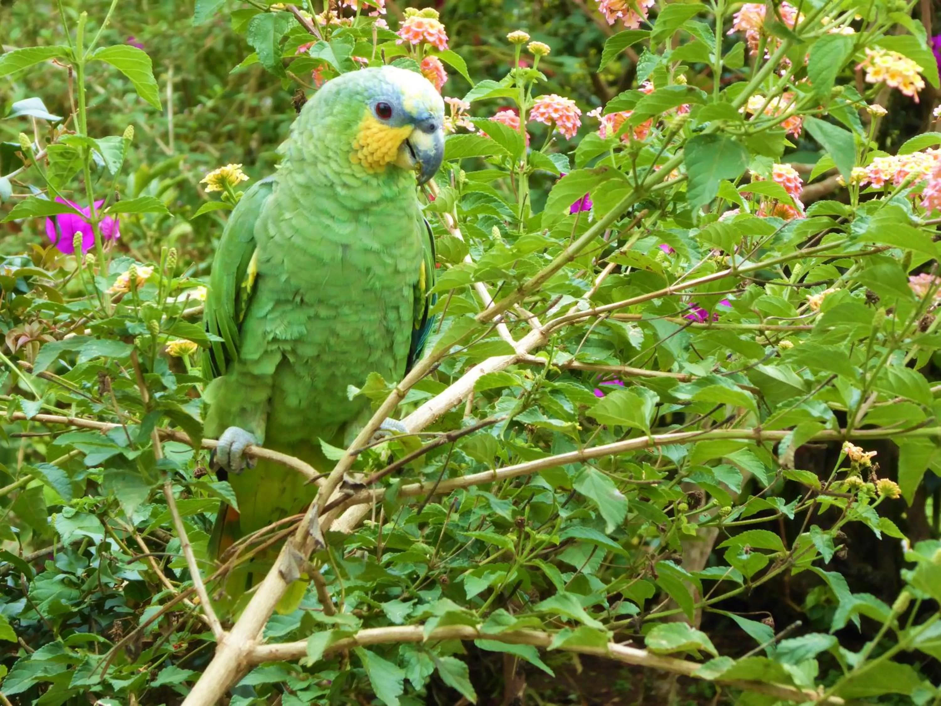Pets in Finca El Cielo