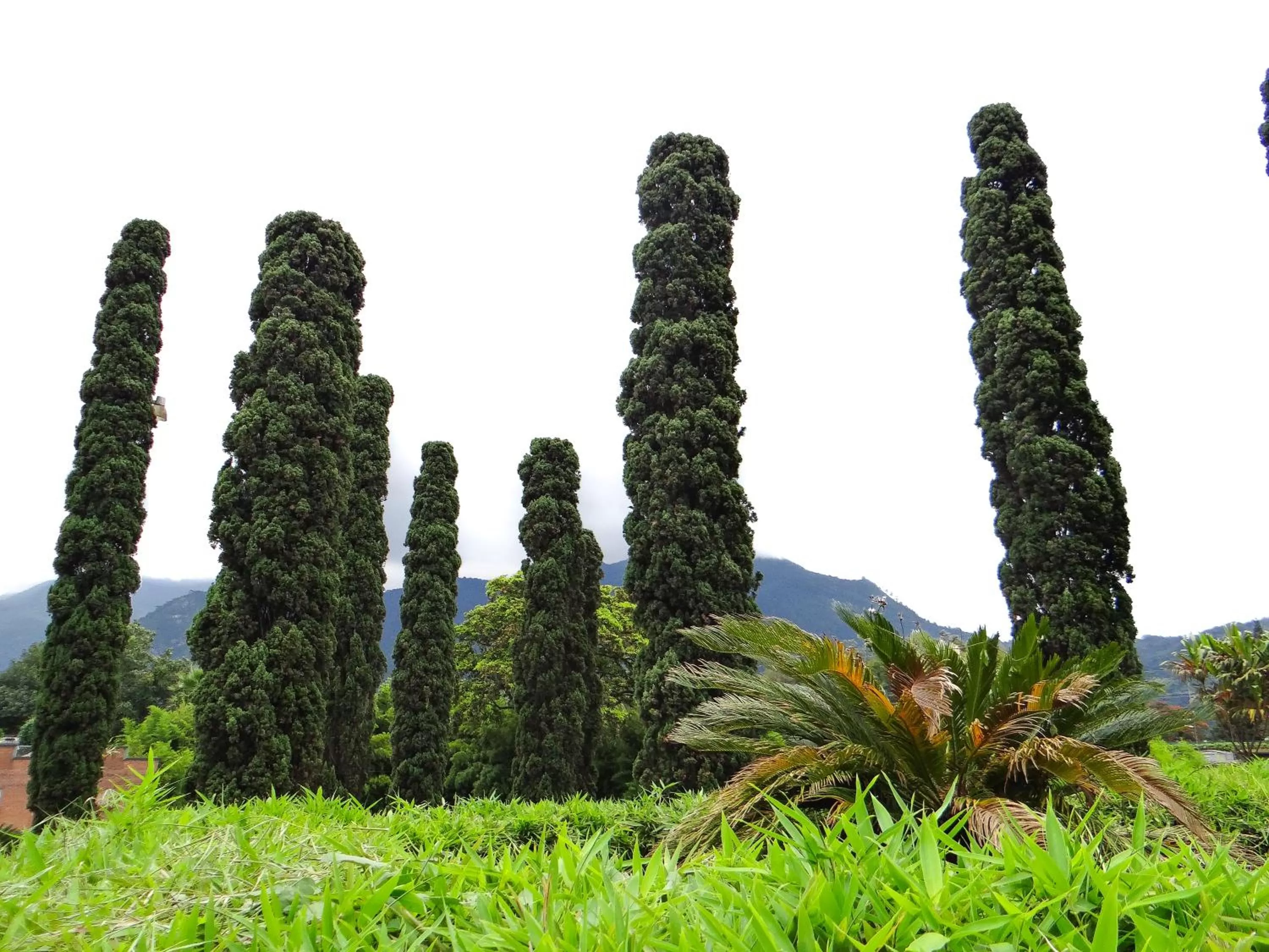 Garden in Silmar Hotel/Motel