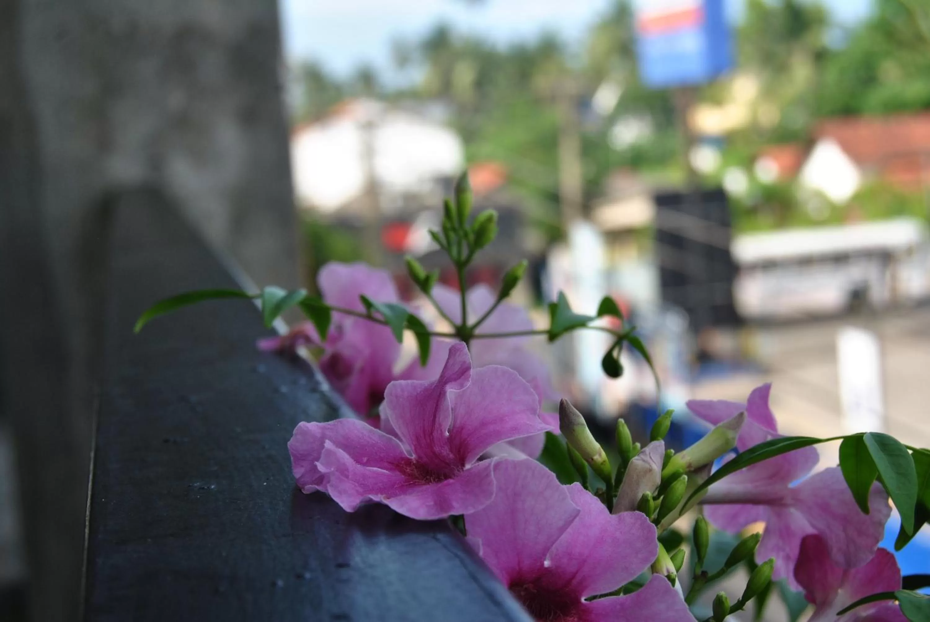 Balcony/Terrace, Garden in The Canoe