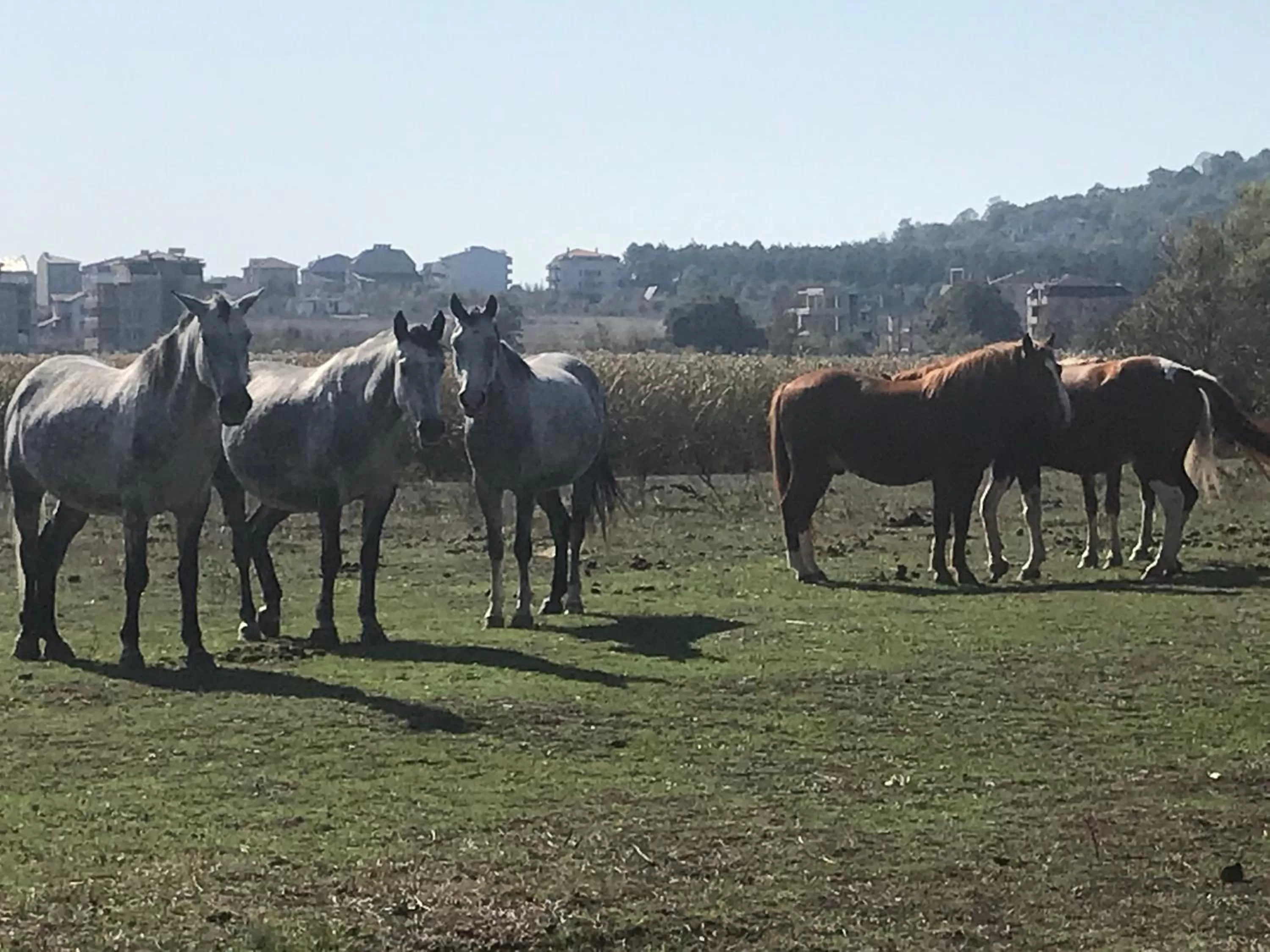 APART-HOTEL Stamopolu Lux с изглед към морето