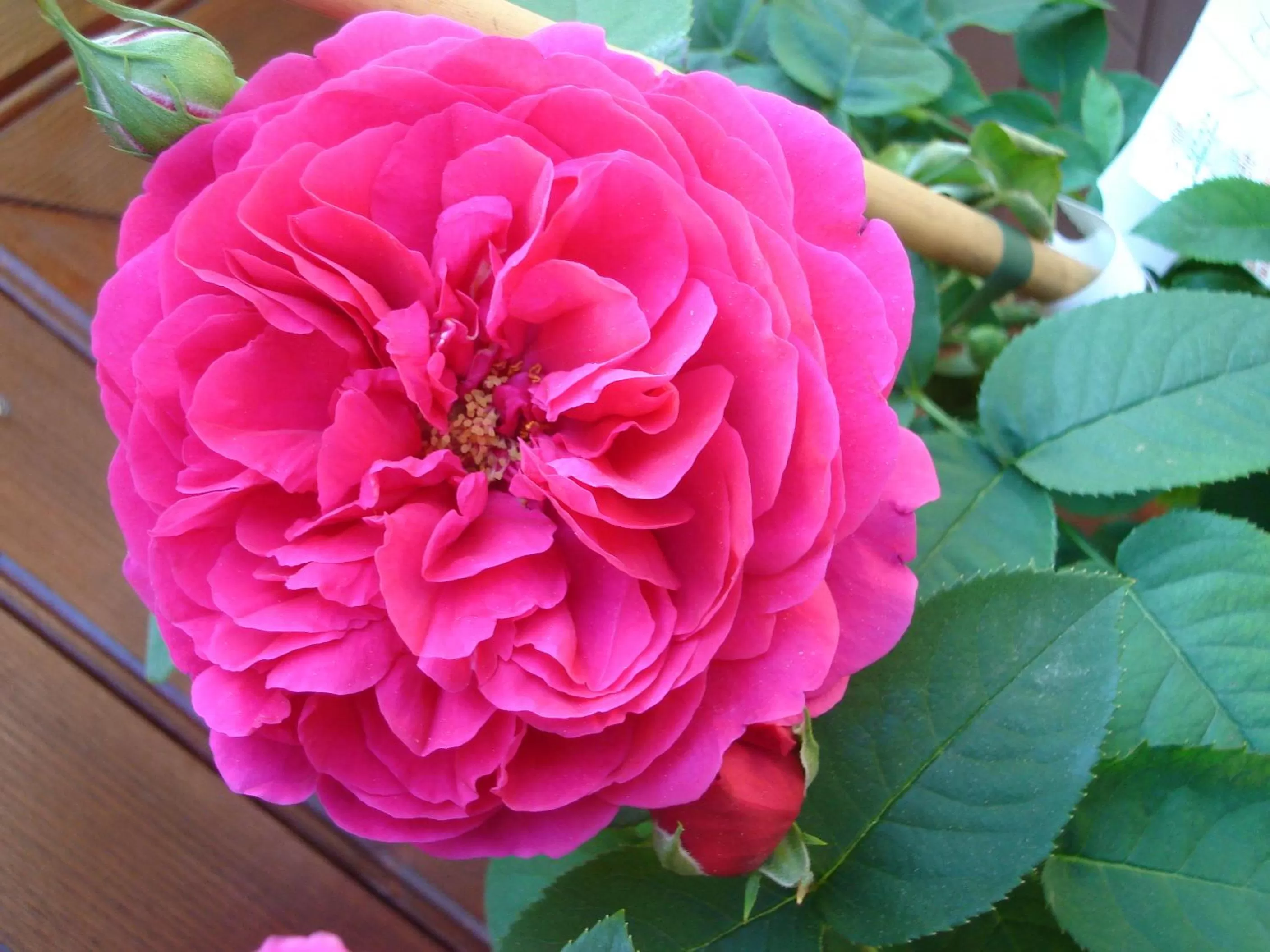 Garden in L'Atelier de Gisèle