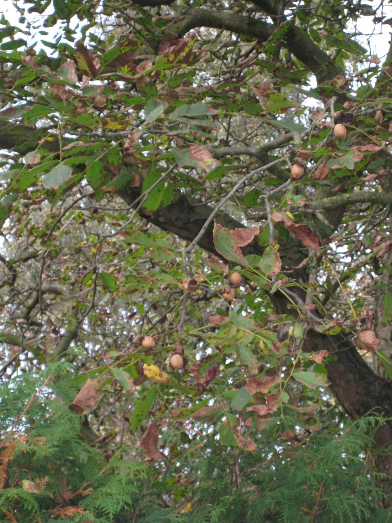 Garden in B&B Het Uilennest