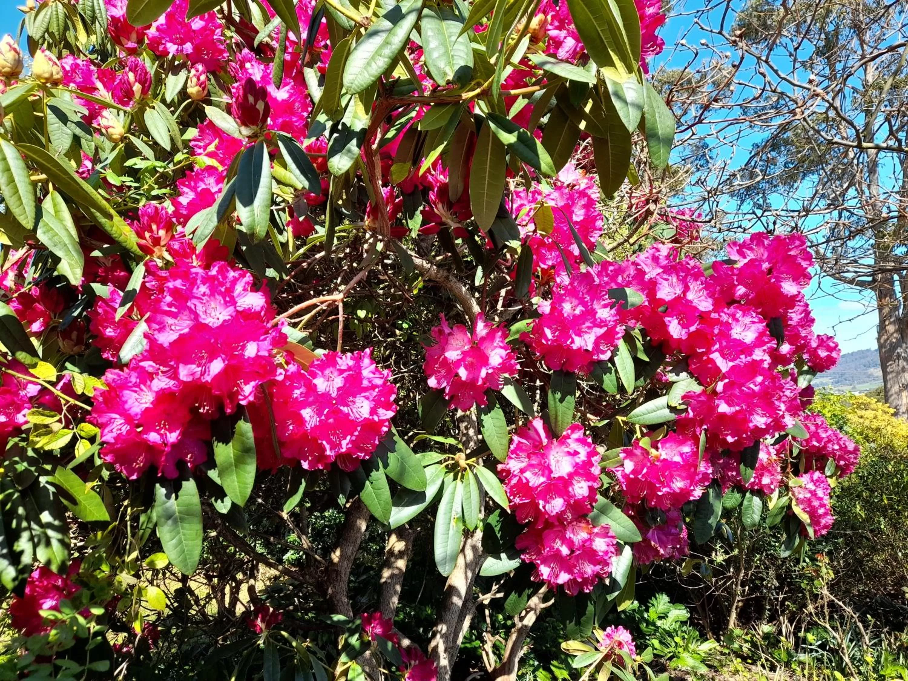 Hillside Bed and Breakfast