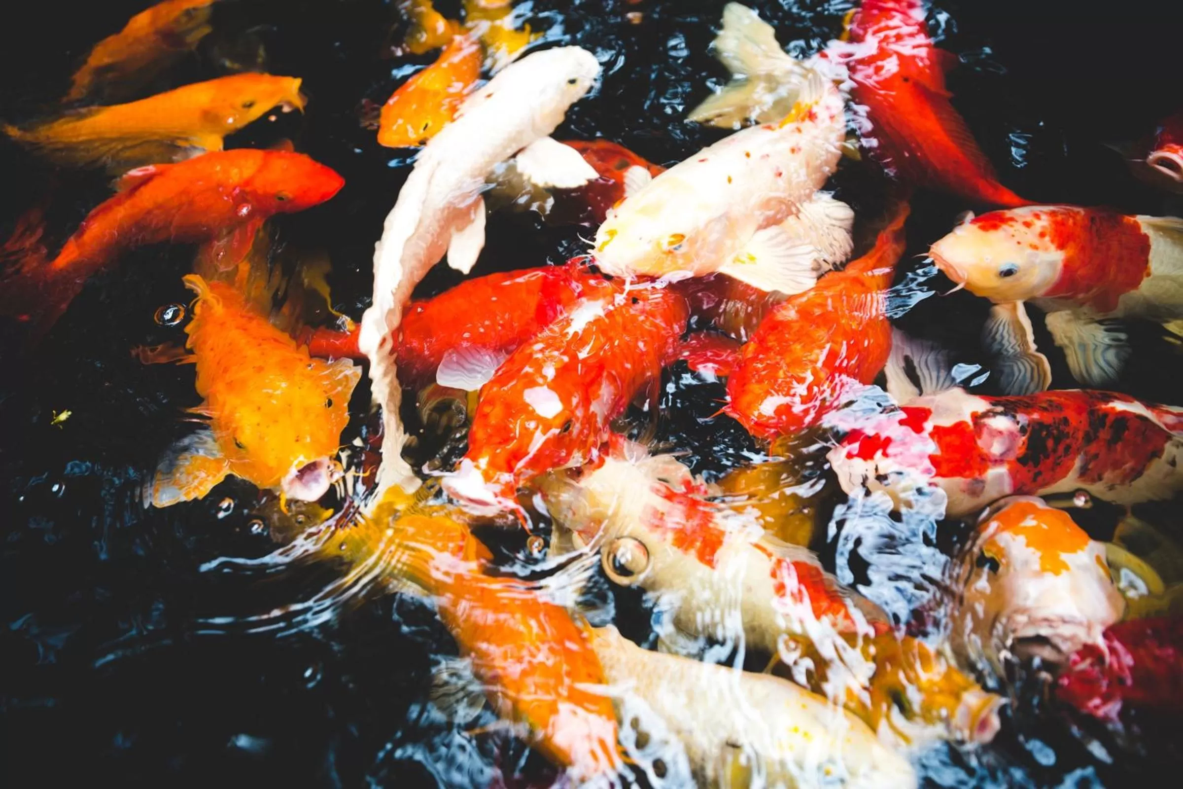 Animals in Feung Nakorn Balcony Rooms and Cafe