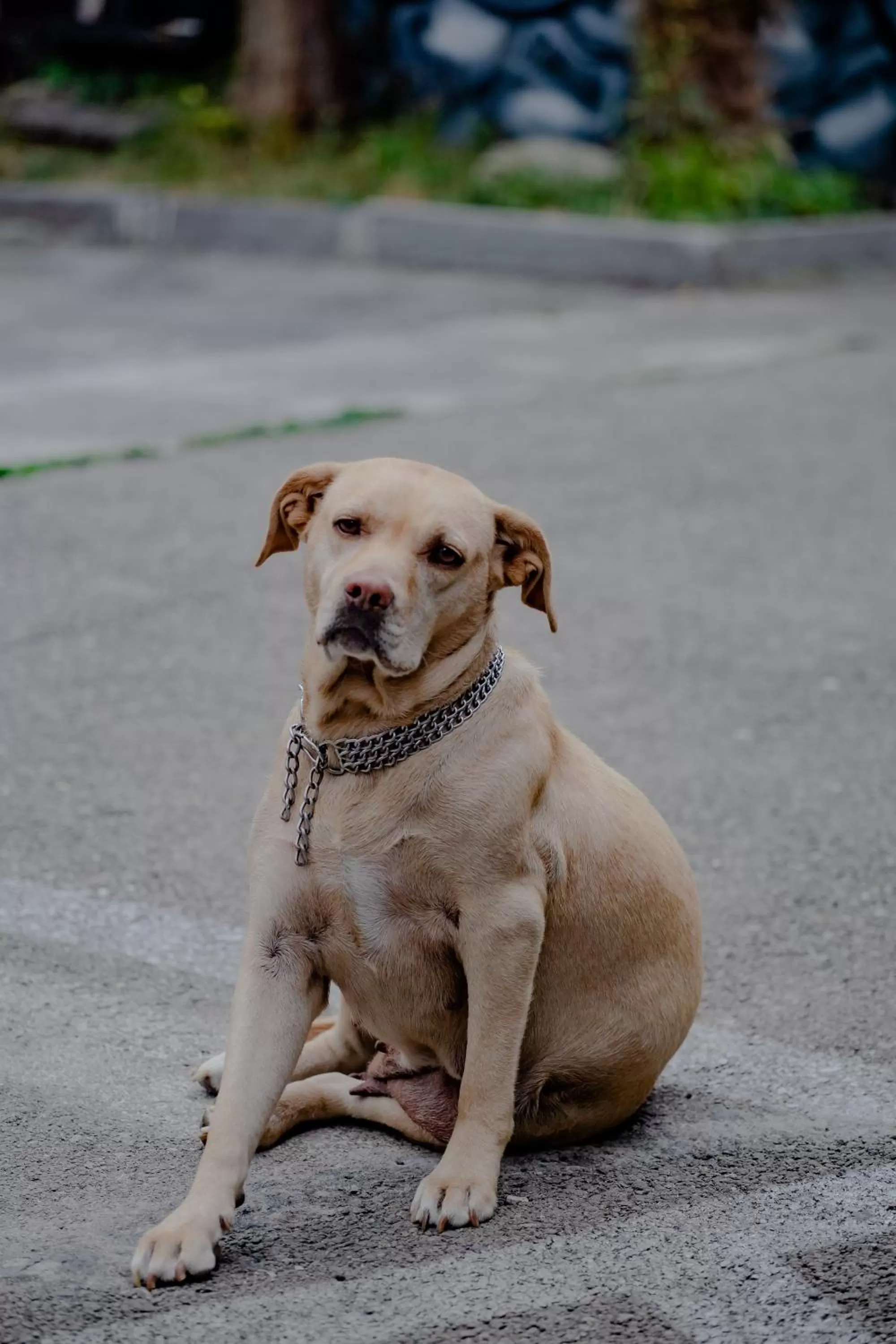Bathroom, Pets in Qilimcha's Guesthouse