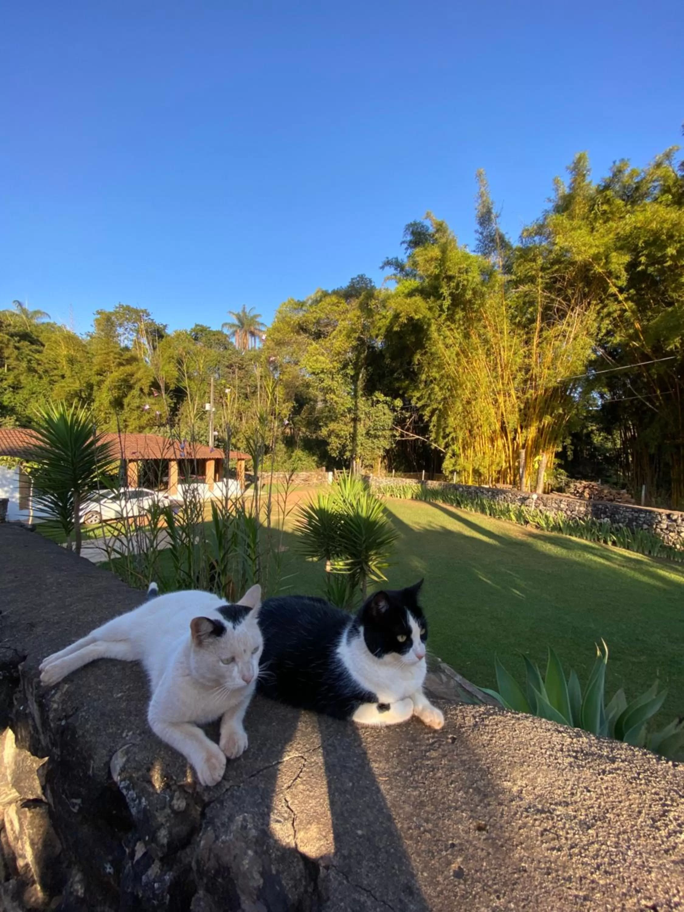 Pets in Pousada Cantinho do Mundo