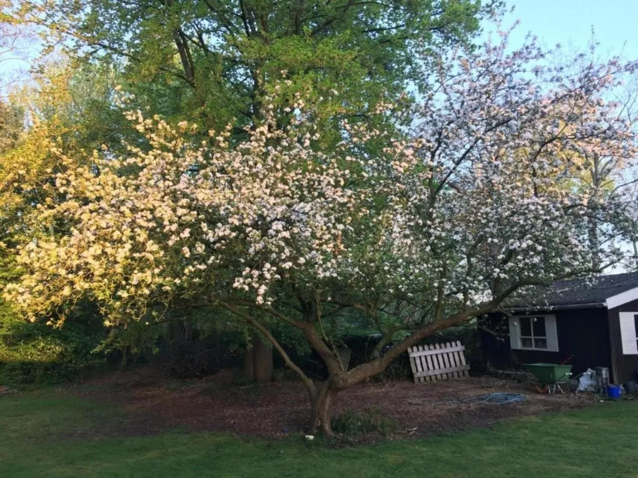 Garden in Rose House B&B