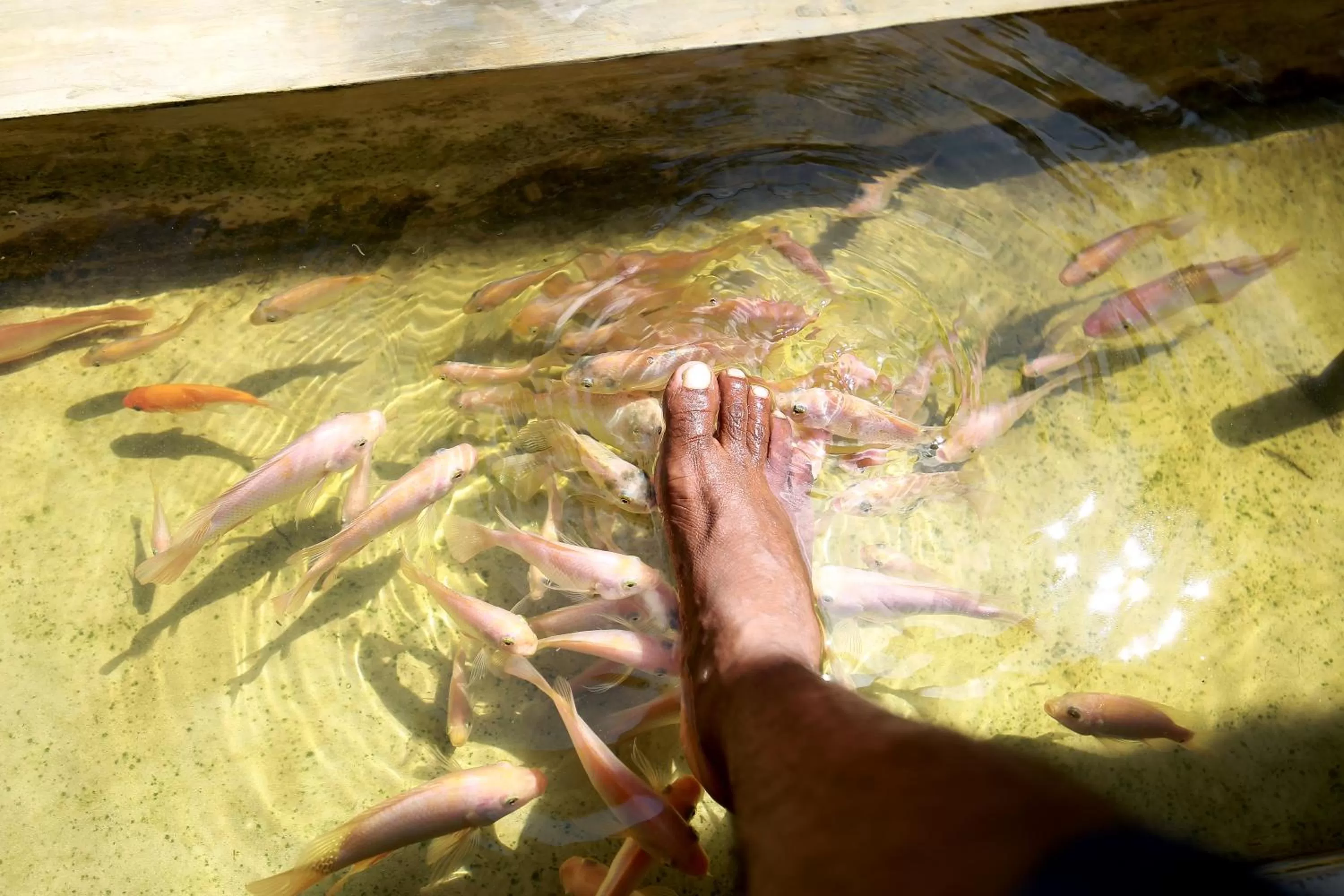 Other Animals in Temple Tree