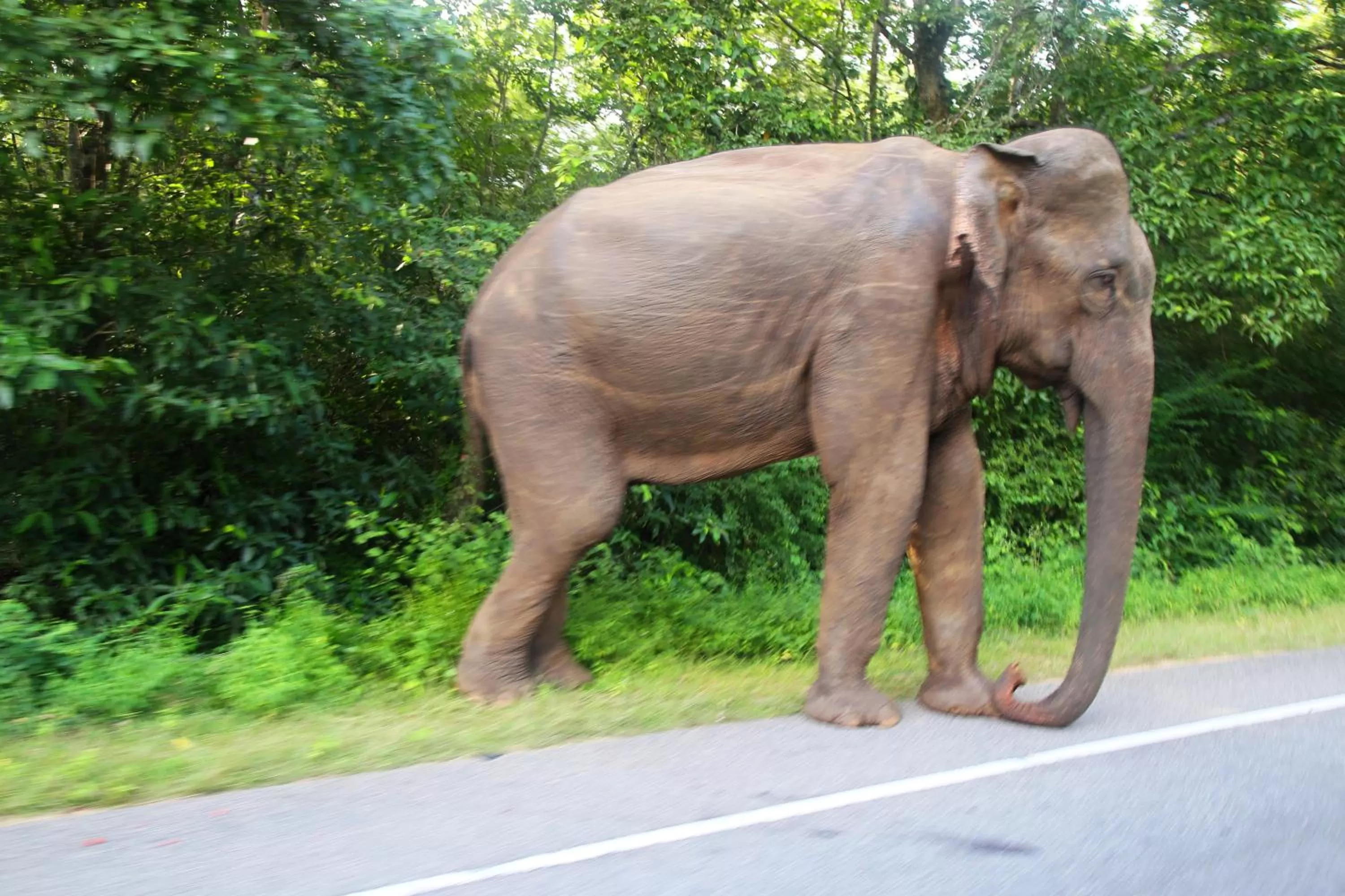 Animals, Other Animals in Honey Tree Polonnaruwa