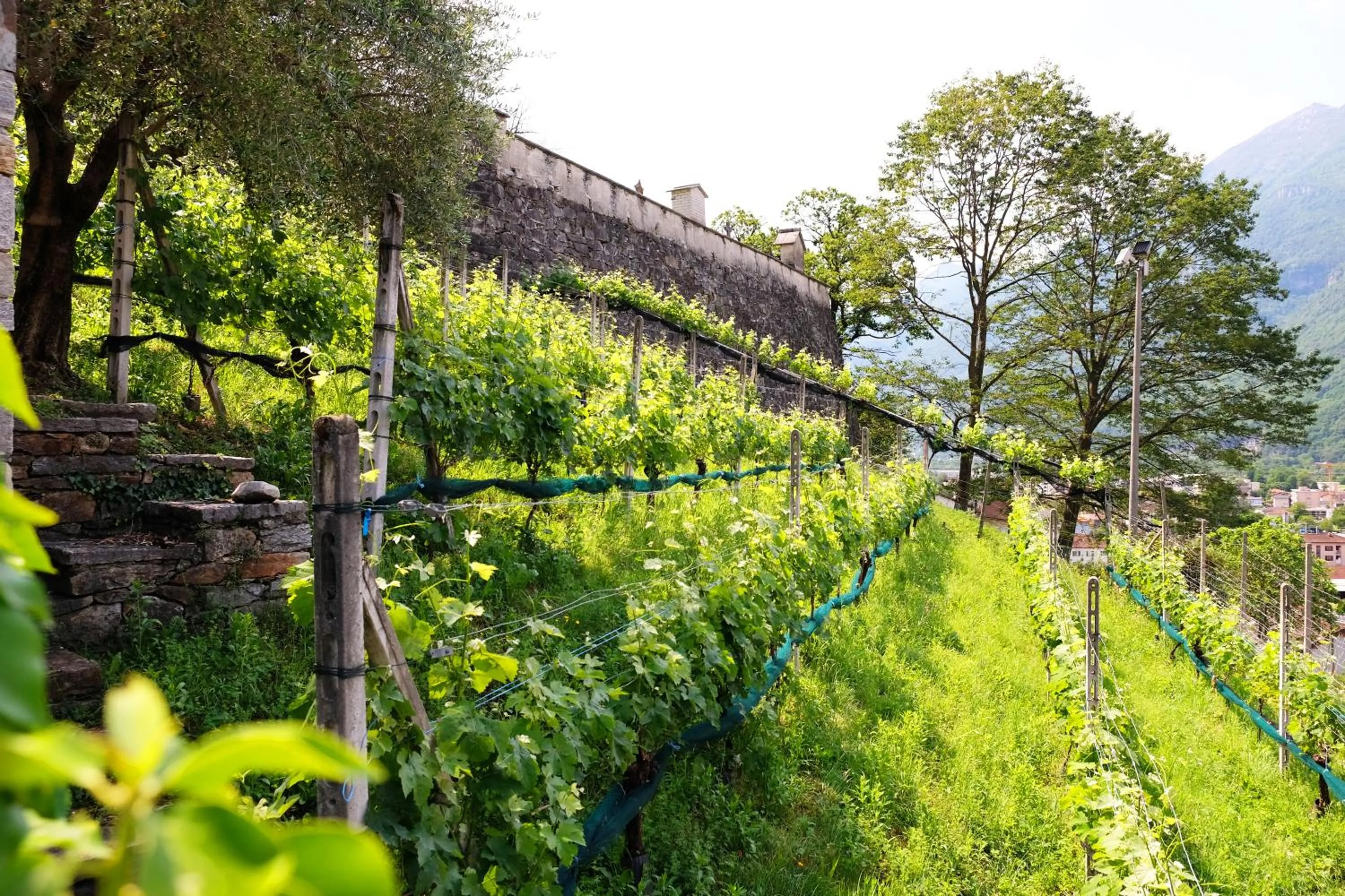 Natural landscape in Tailormade Hotel AL GIARDINETTO Biasca