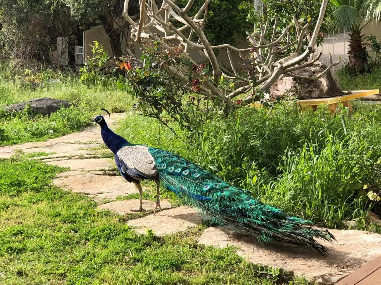 Other Animals in Above the Sea