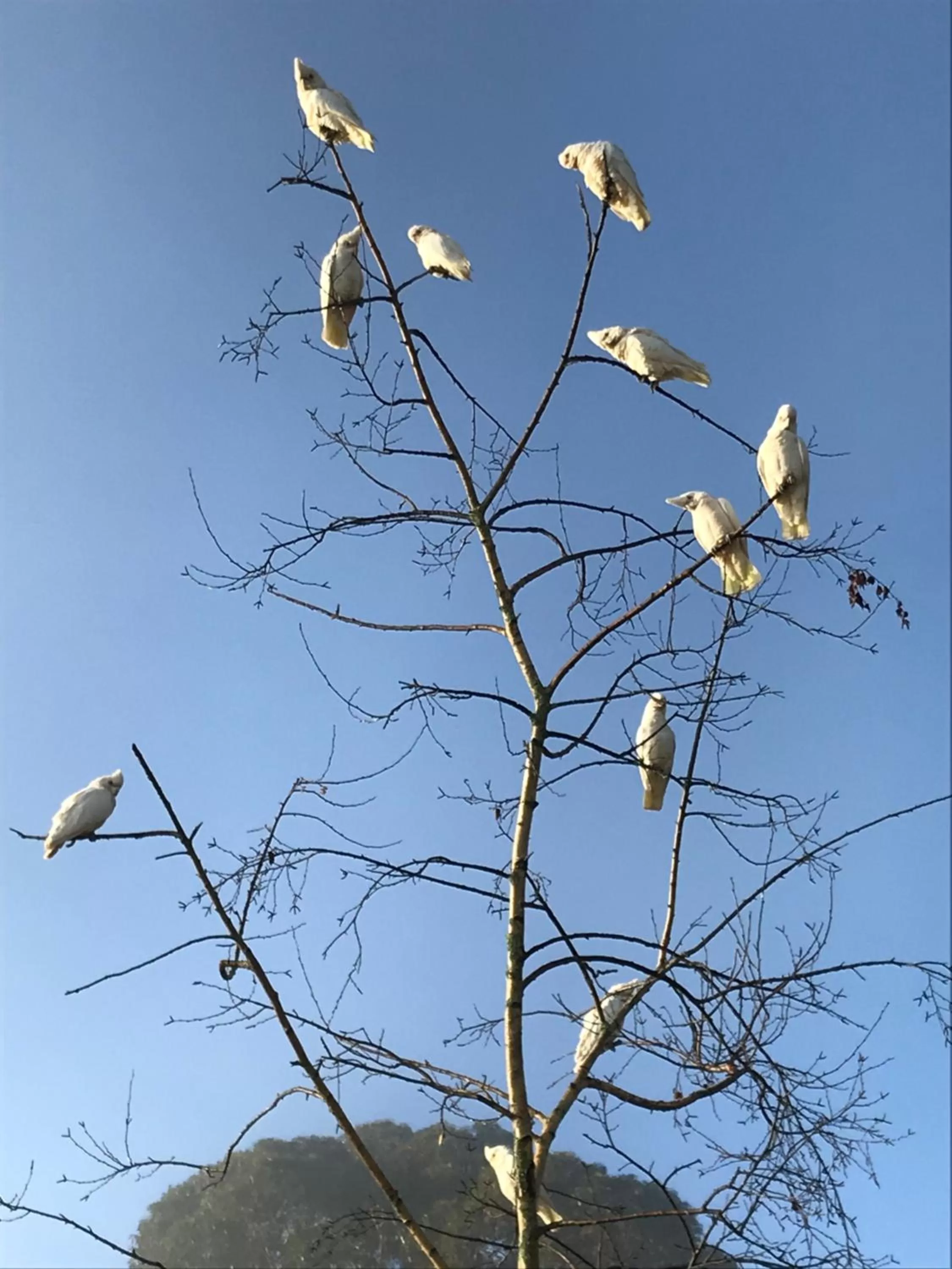 Other Animals in Rosewood Park Guest Suite