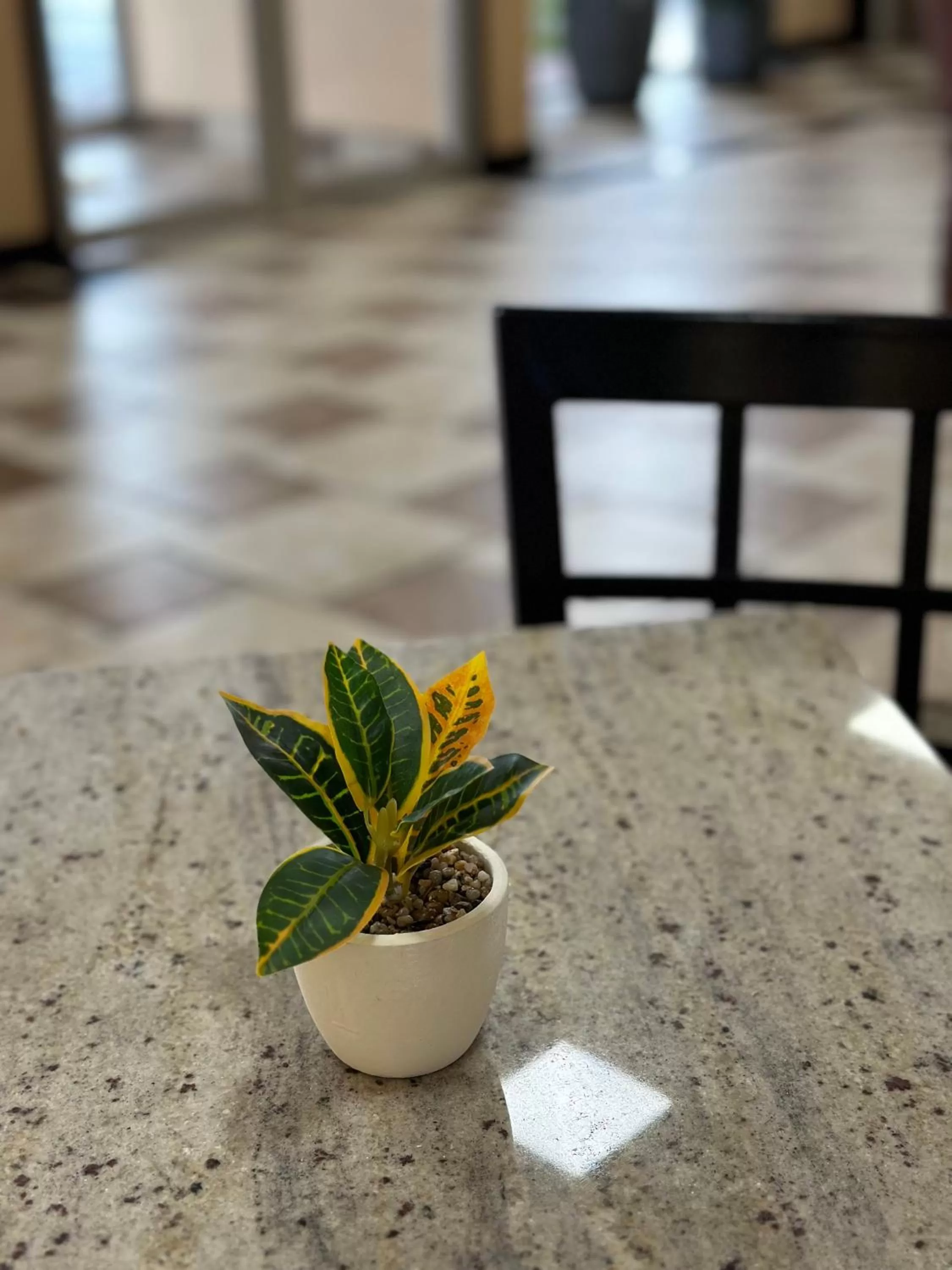 Garden in Econo Lodge Ardmore