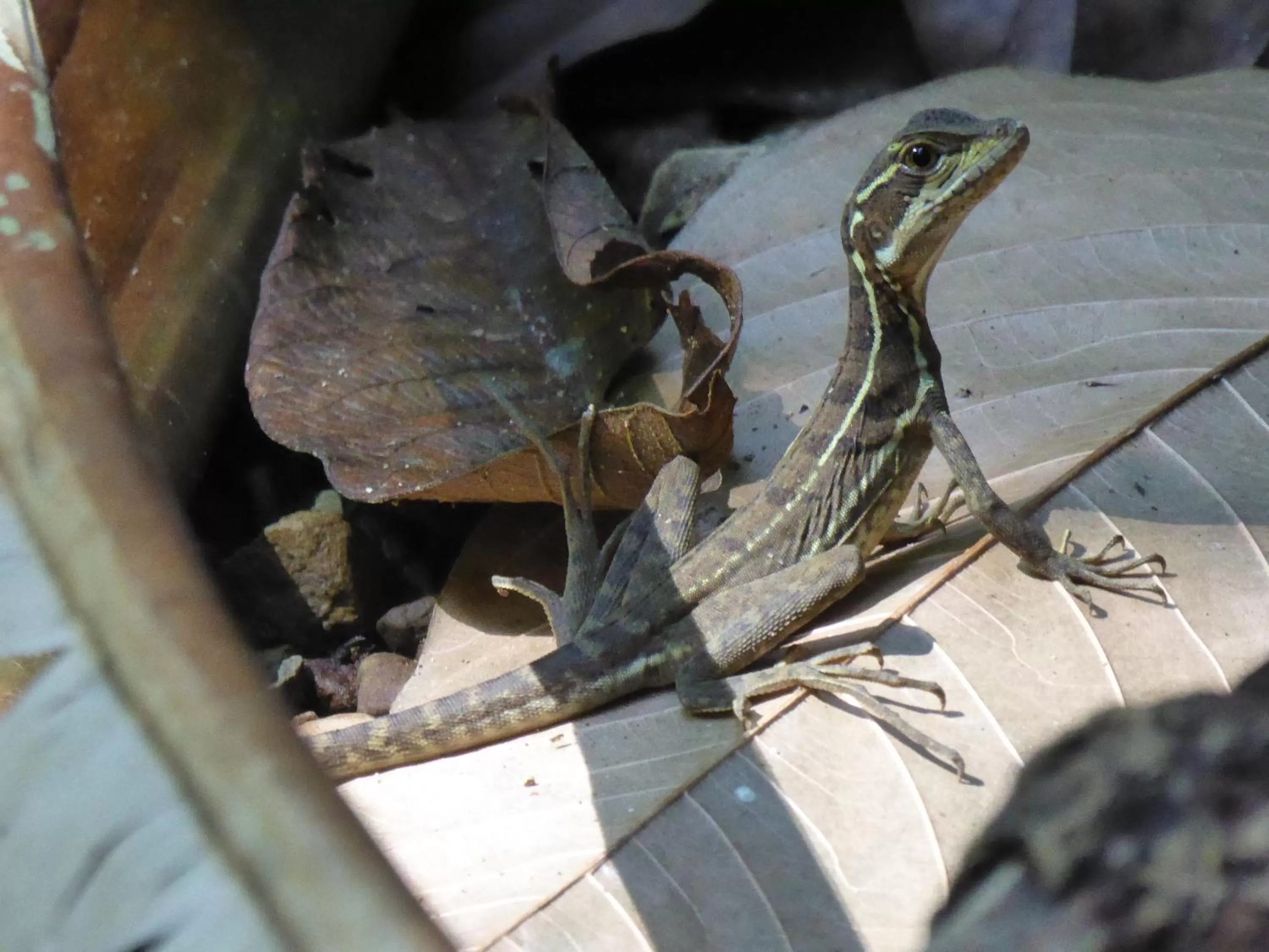 Animals, Other Animals in La Purruja Lodge