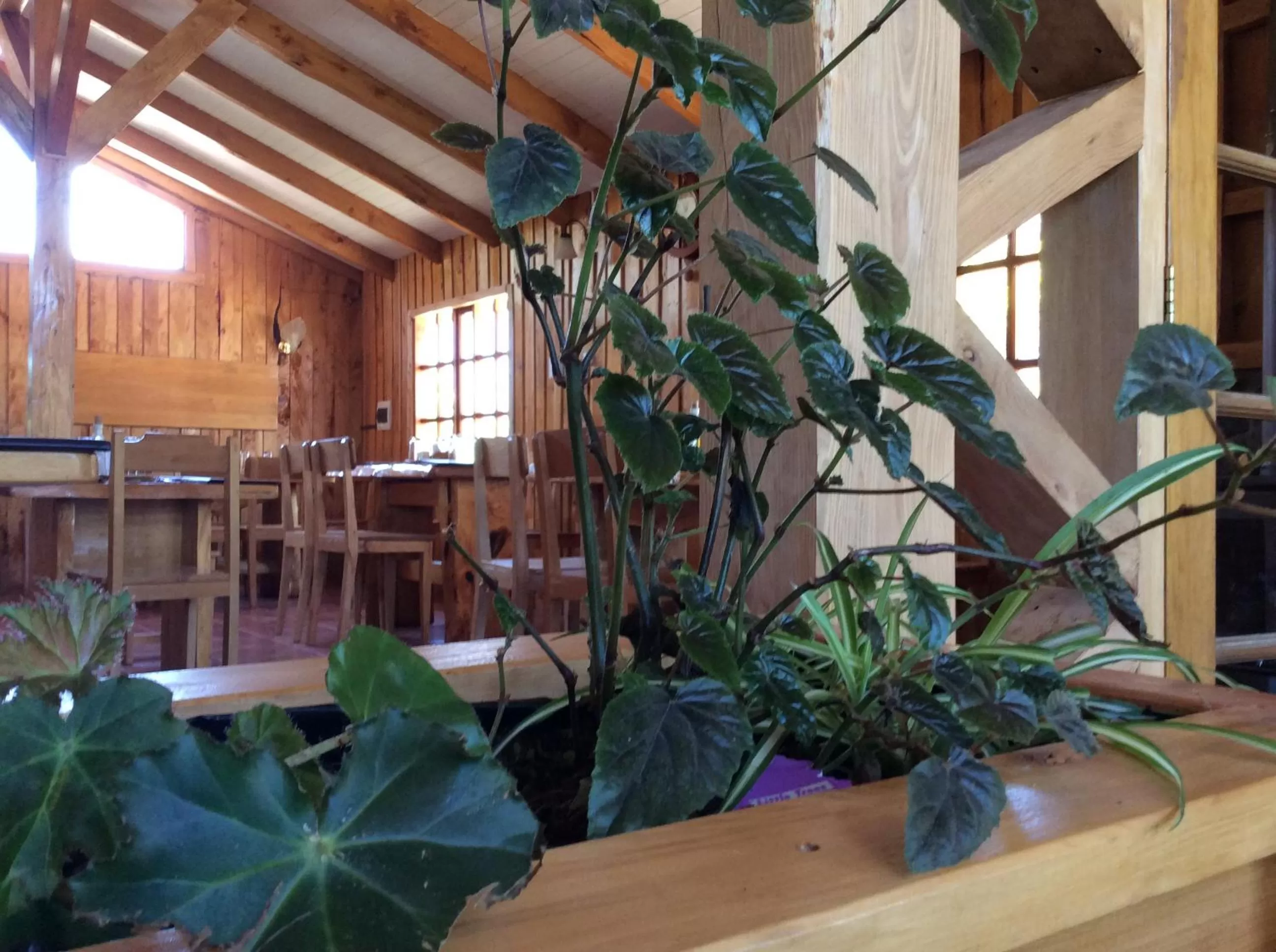 Restaurant/places to eat in Los Mañíos Del Queulat Puyuhuapi