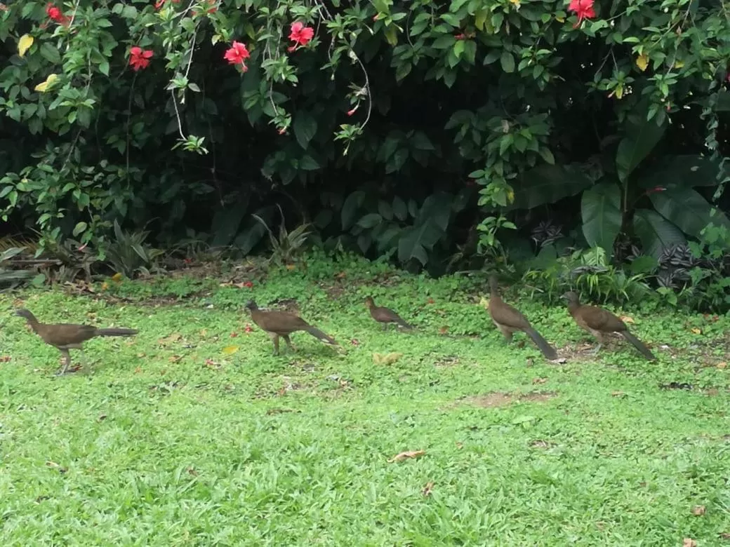Garden in Casona Rústica & Bungalow