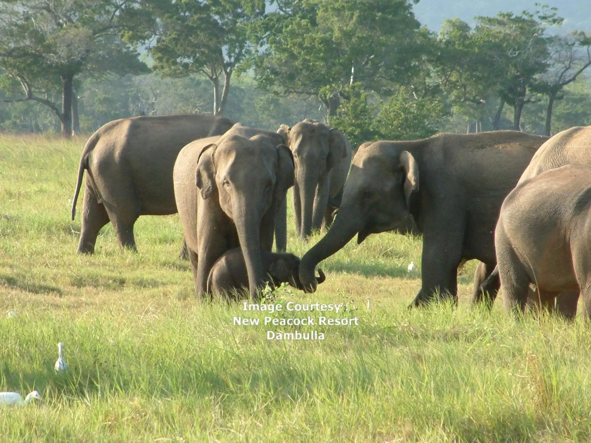 Off site, Other Animals in New Peacock Resort