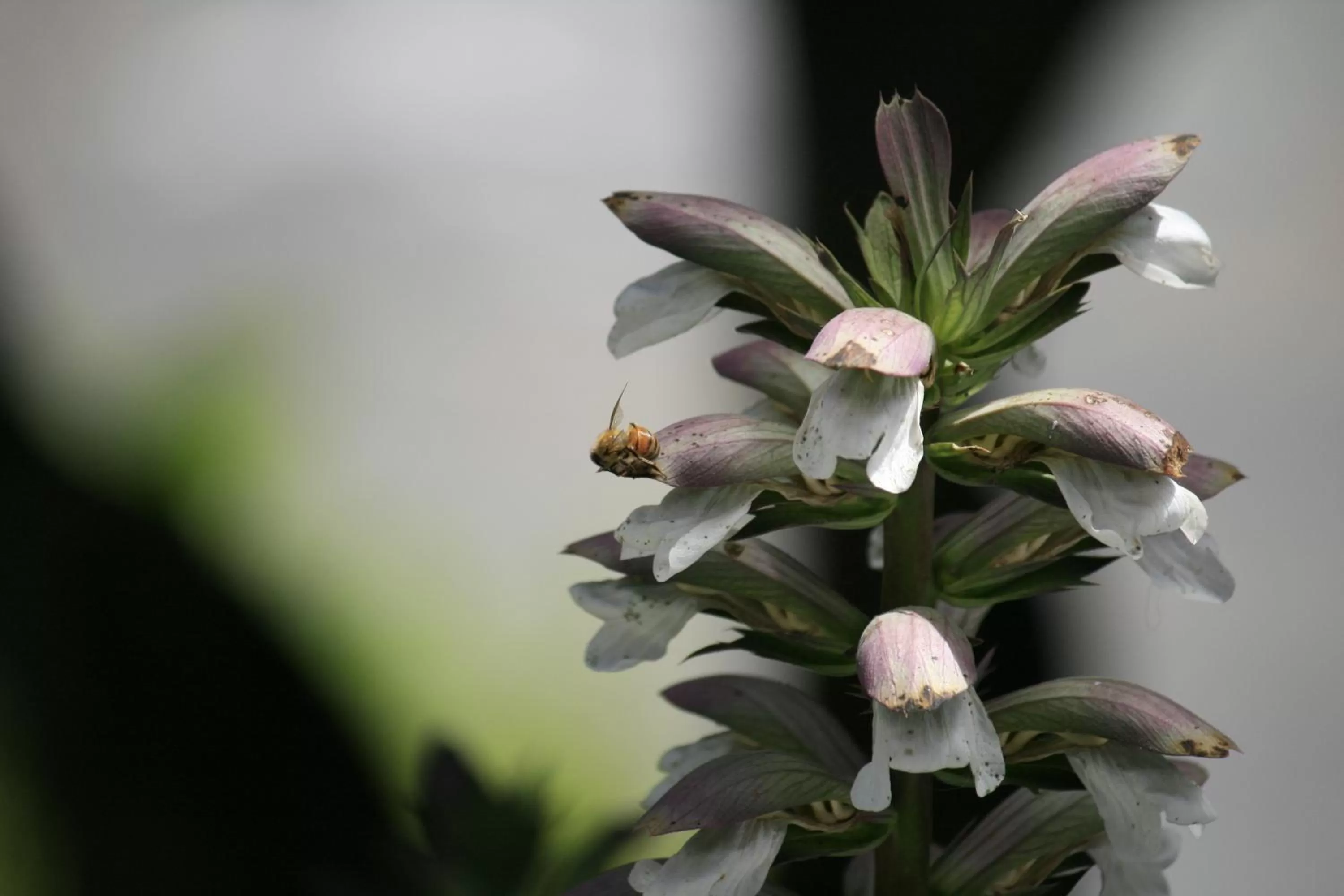 Garden view in Ocean Echo Inn & Beach Cottages