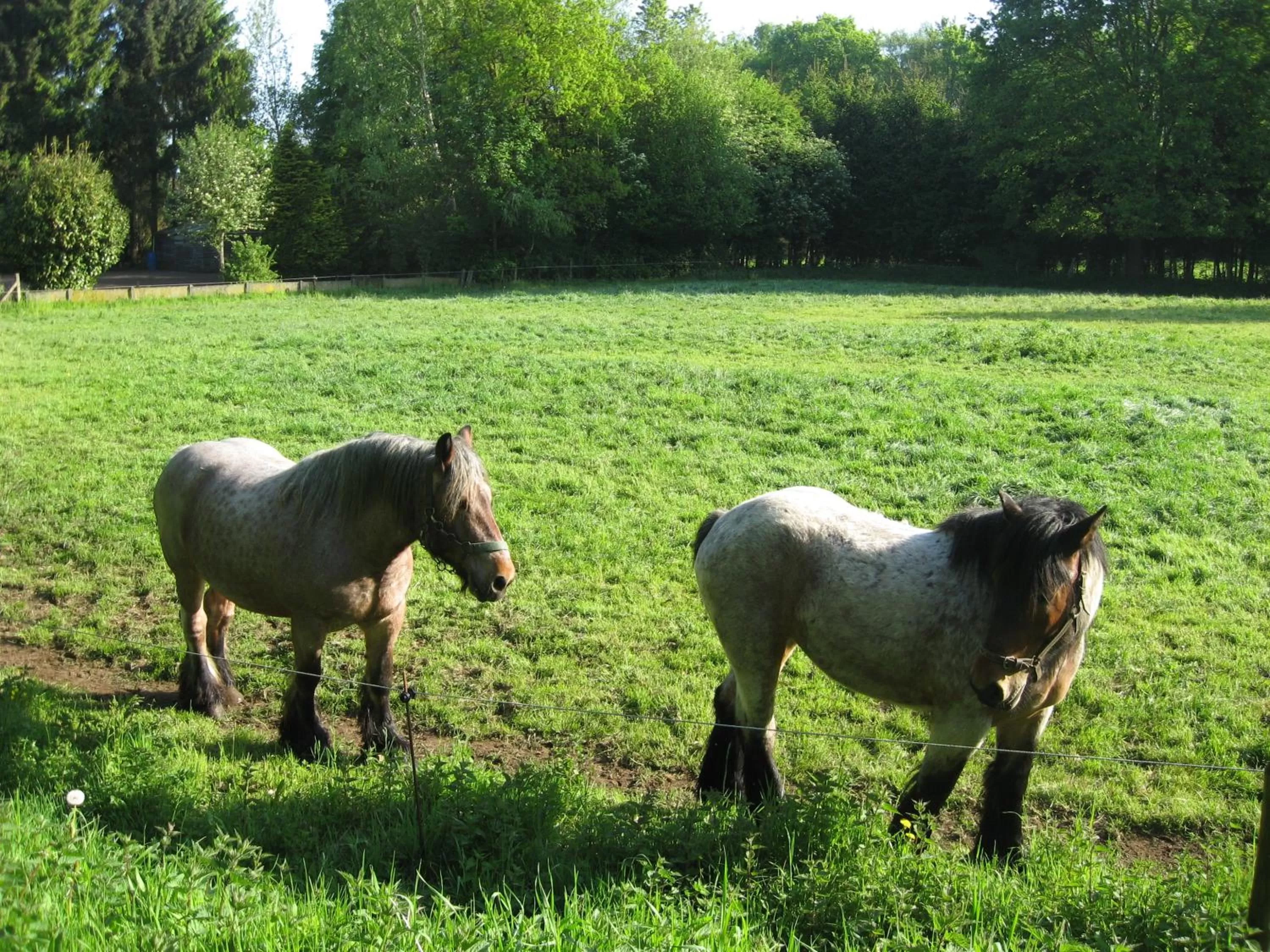 Natural landscape in B&B Baron’s House Neerijse-Leuven