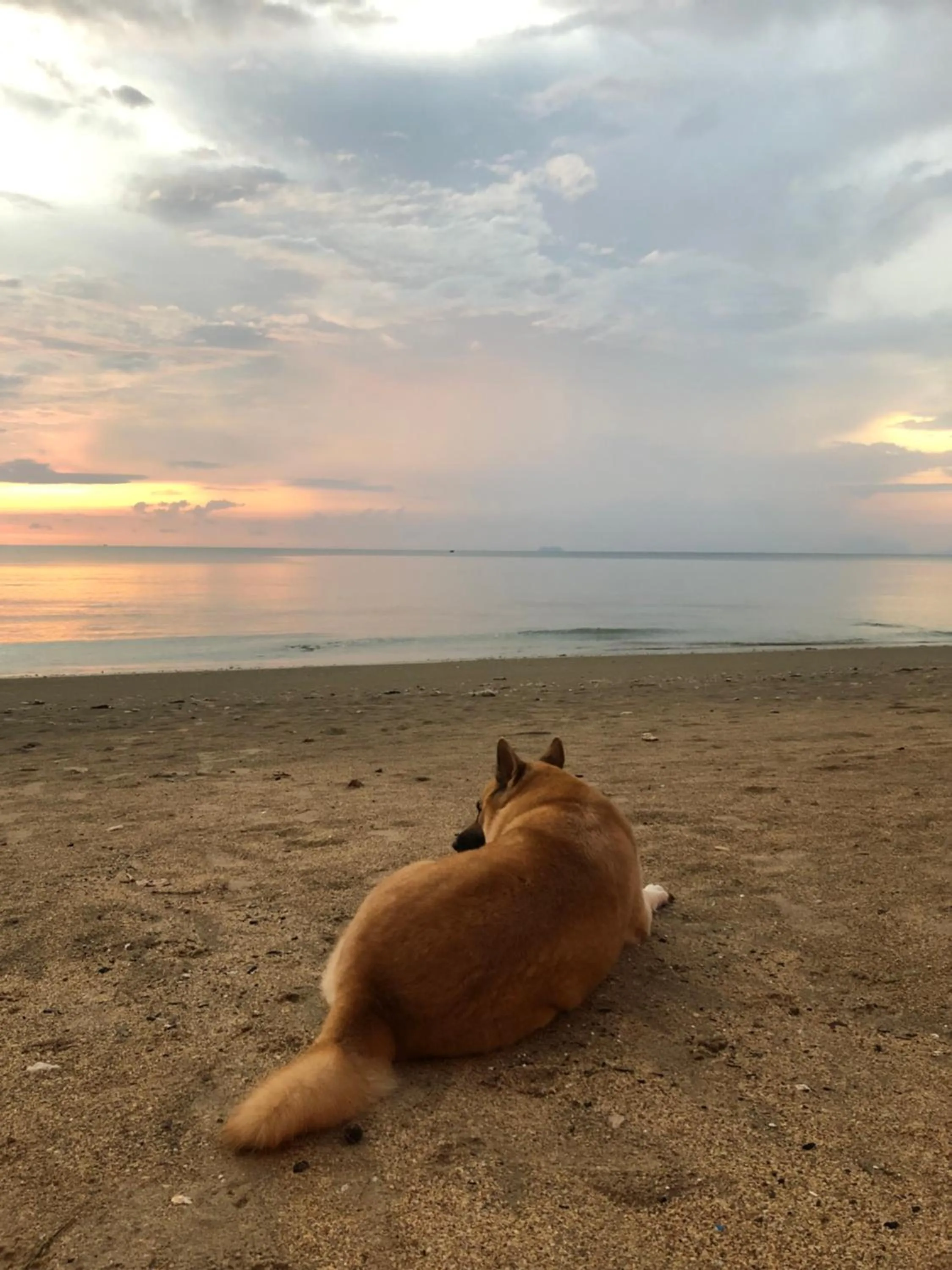 Pets in Moonwalk Lanta Resort