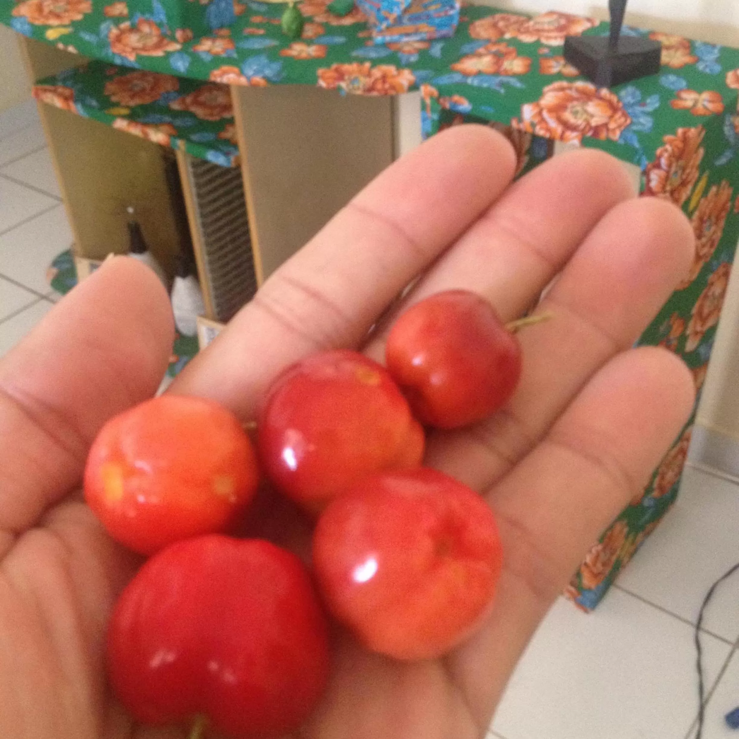 Balcony/Terrace, Food in Hostel Das Canárias