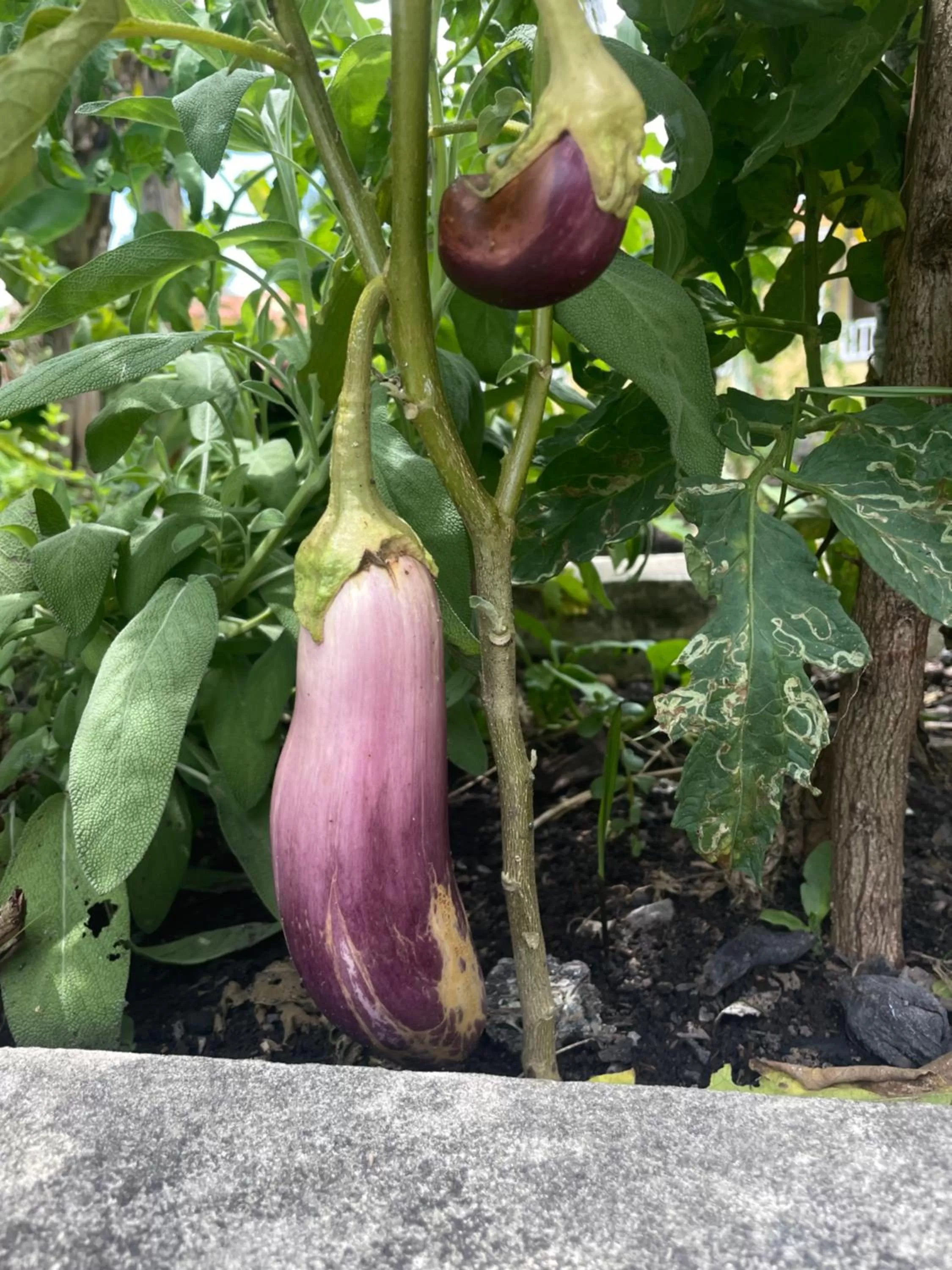 Other Animals in Palms Lounge Cabarete