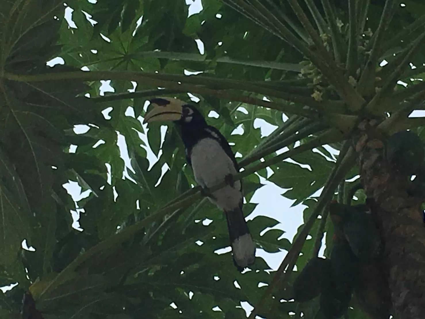 Animals in Koh Ngai Resort