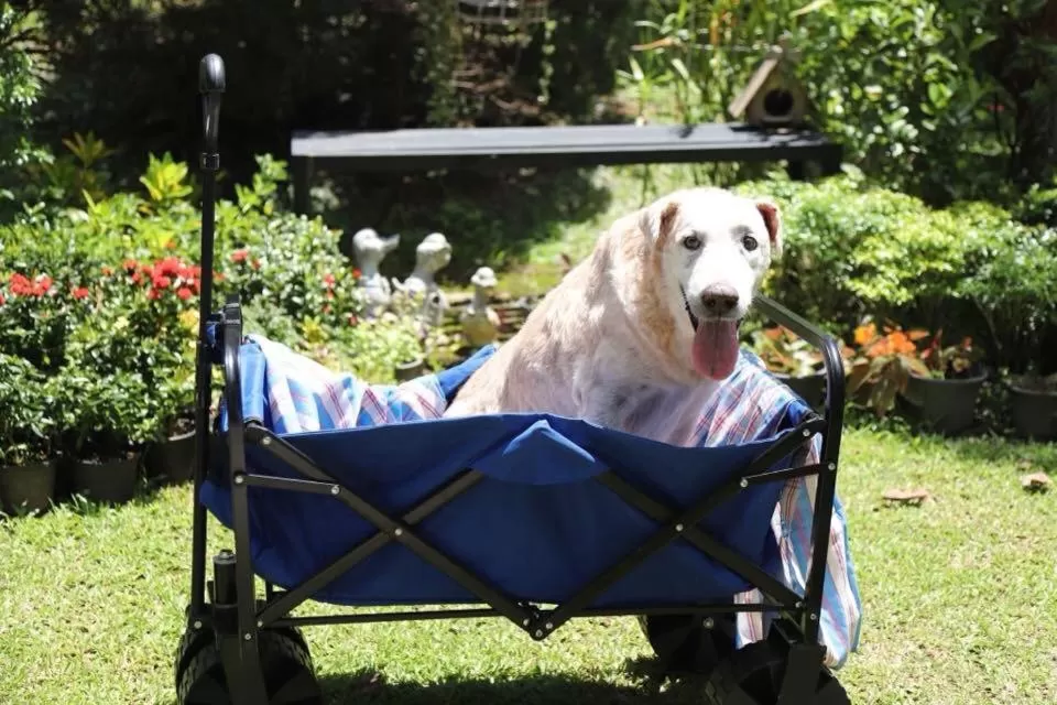 Baan JaoKorKluay บ้านเจ้ากอกล้วย