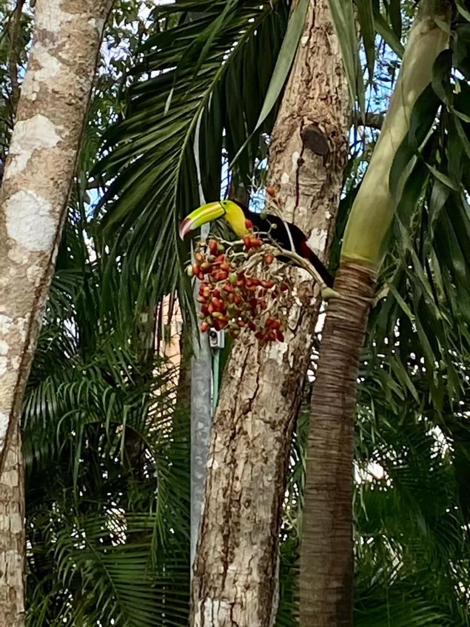 Animals in Dreamcatcher Tulum